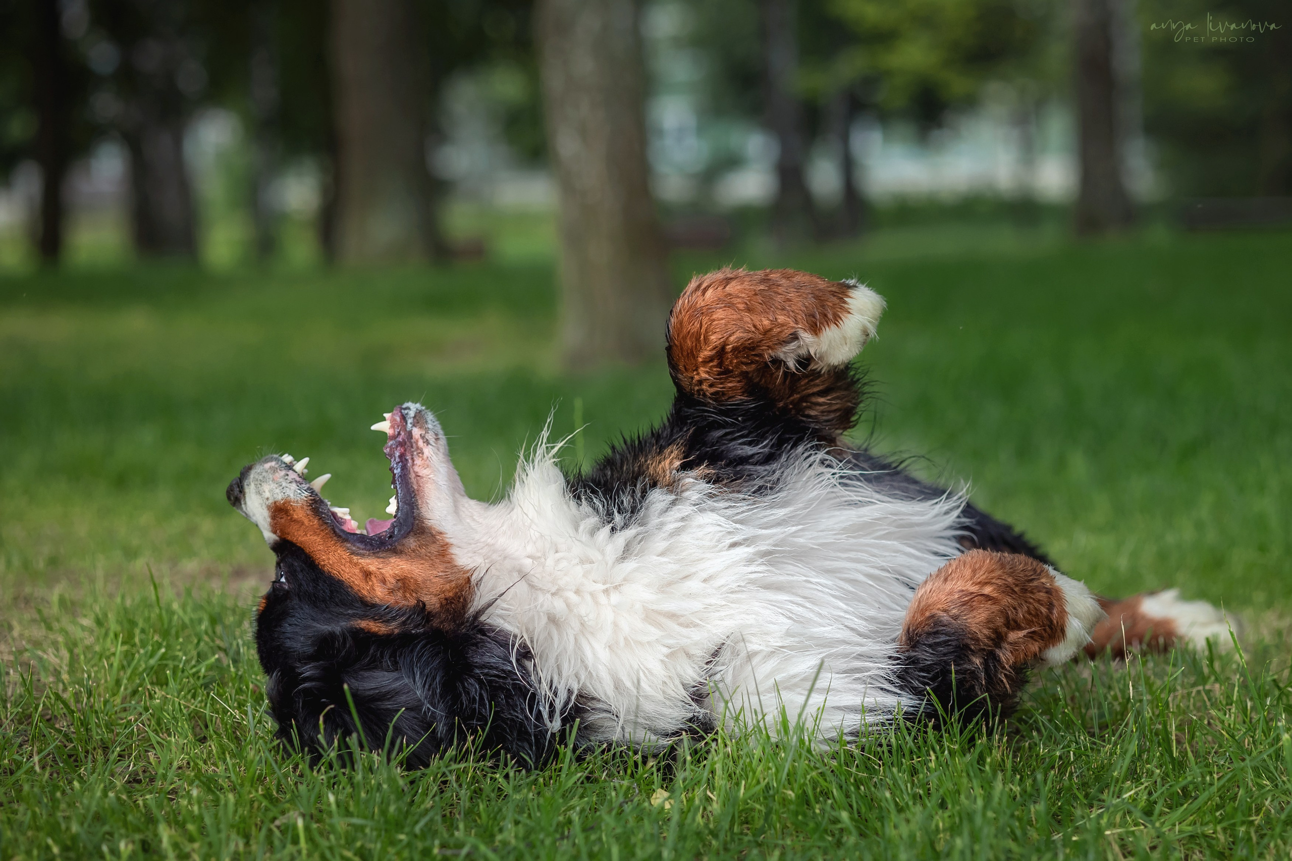 Маша и Буч. Фотограф анималист Аня Ливанова | Рыбинск