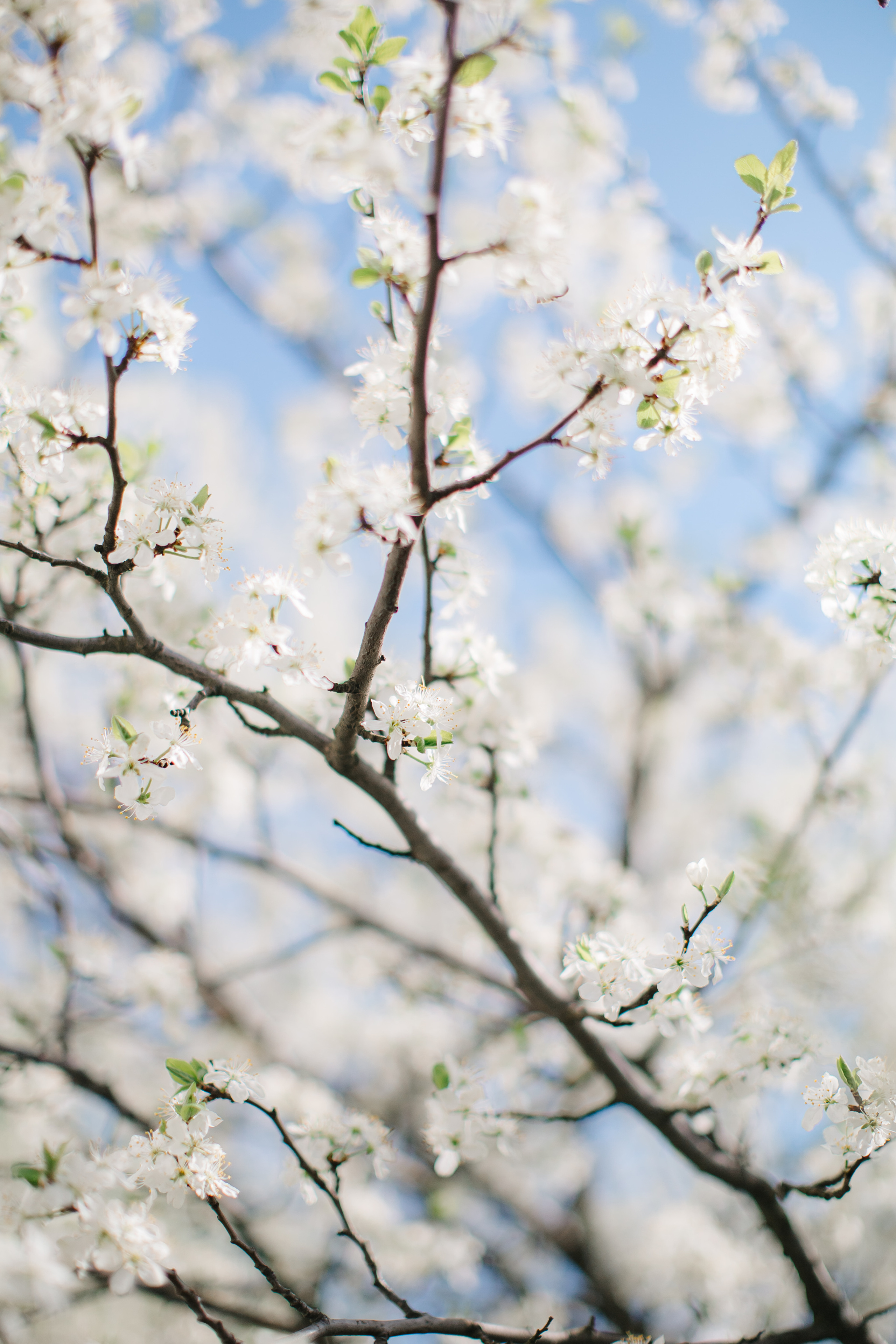 Аня. Свадебный фотограф Москва Саша Серегина (Сашина)