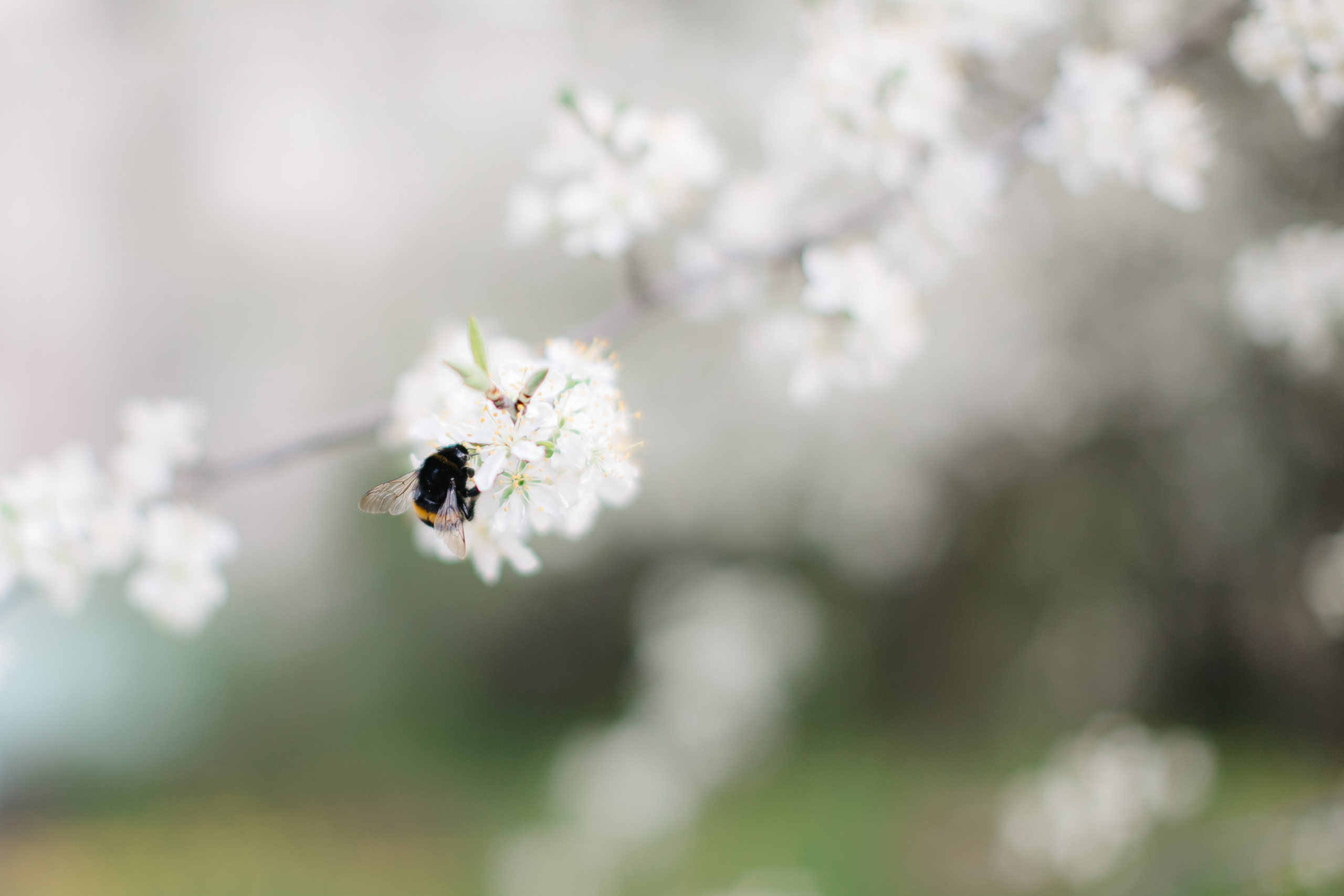 Аня. Свадебный фотограф Москва Саша Серегина (Сашина)