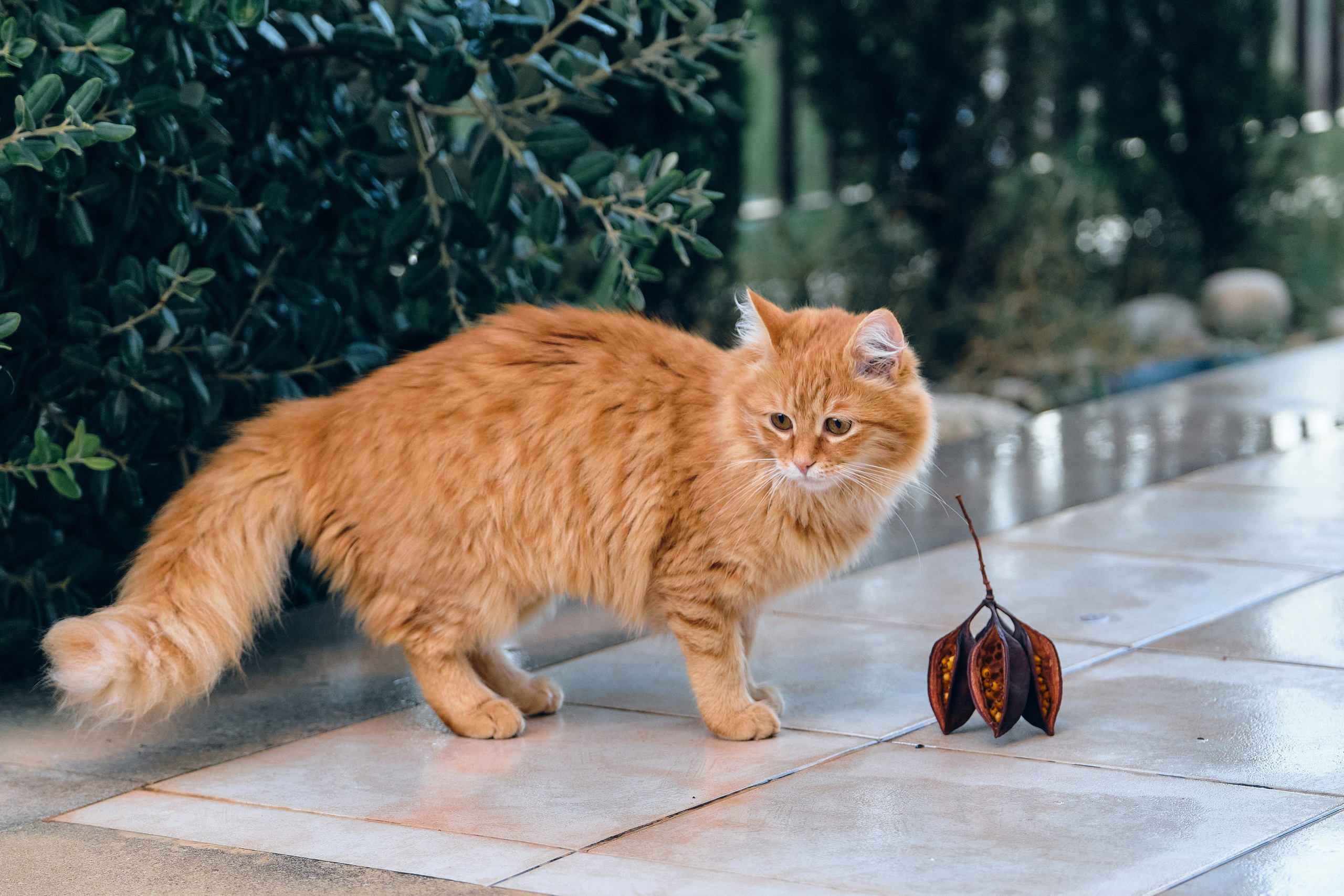 Cyprus > 2023 / kat. Aleksandr Kobtsev