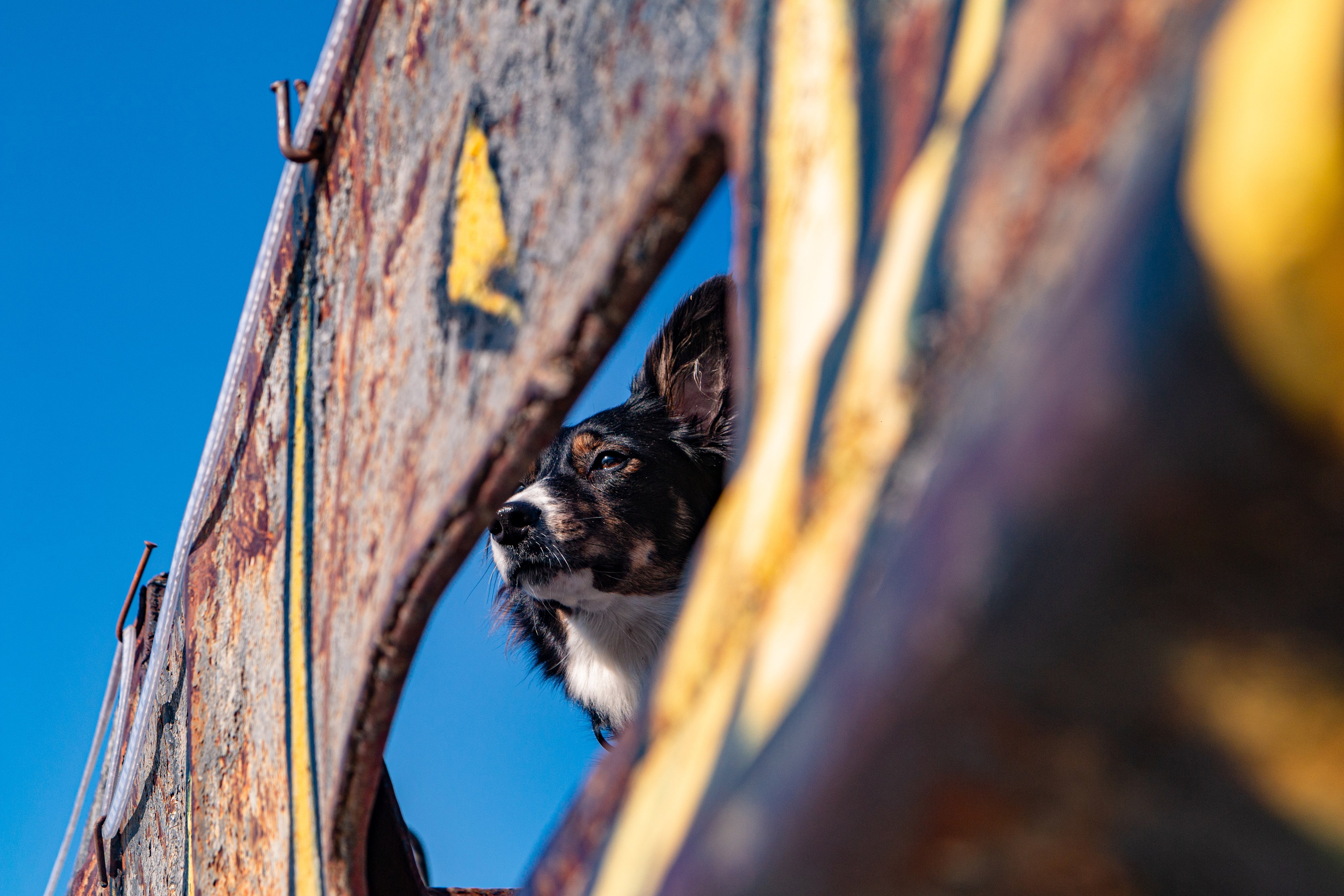 Фотосъёмка животных. Предметный и репортажный фотограф Алексей Кротов