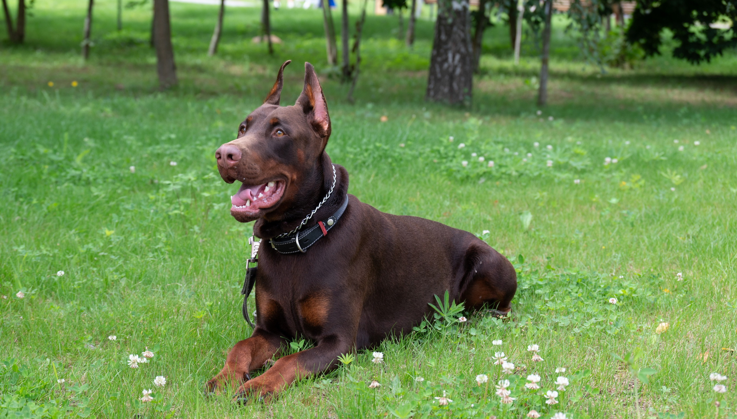 Pets Fest. Юлия Чайко, фотограф в Минске