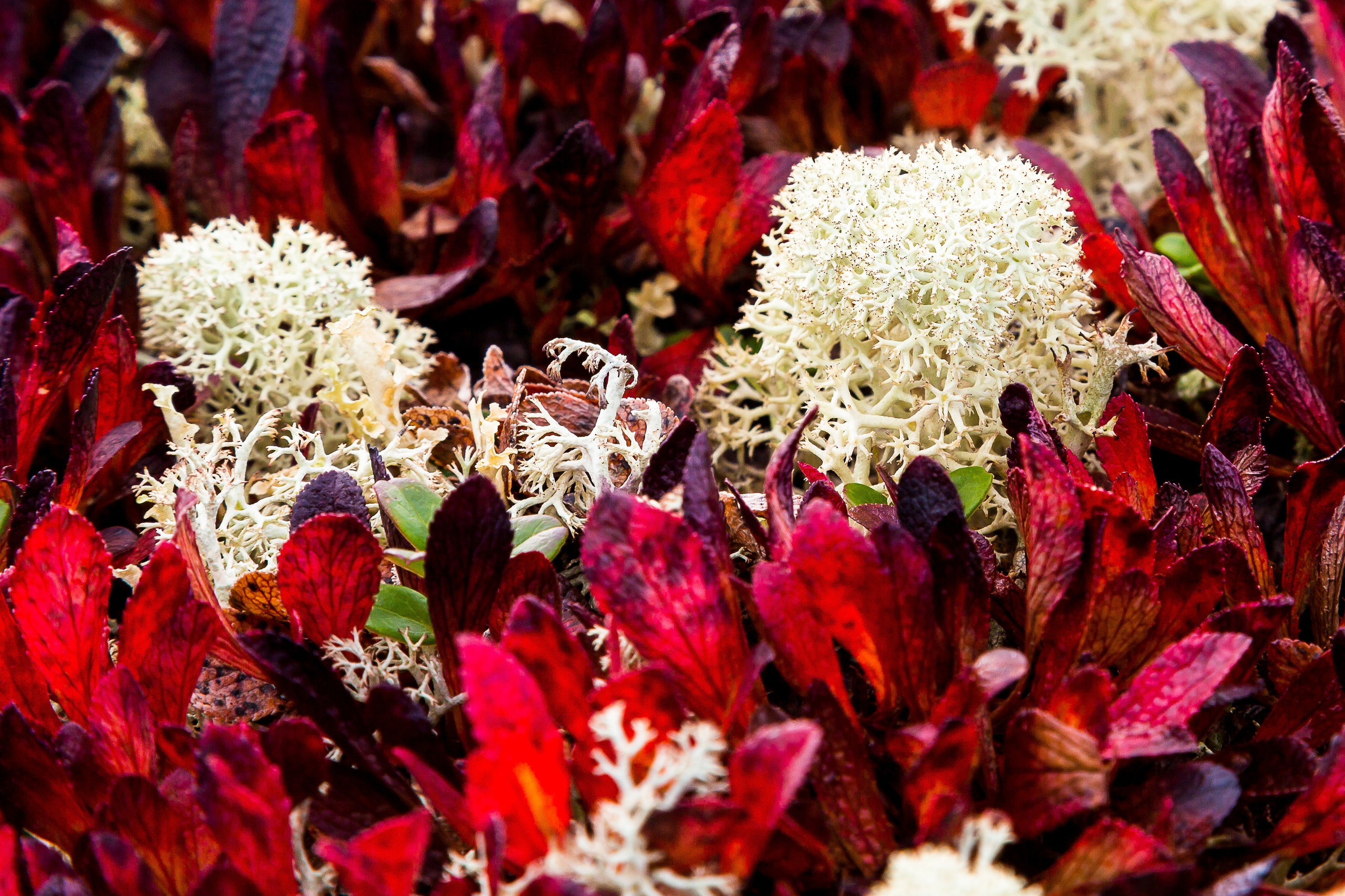 Мир растений. Пейзажи Крайнего Севера. Баренцево море, Рыбачий, Средний, Немецкий