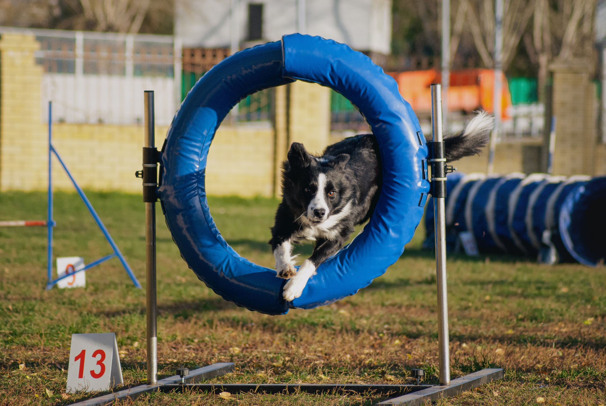 Аджилити. Фотограф в Тюмени Лизавета Сапицкая