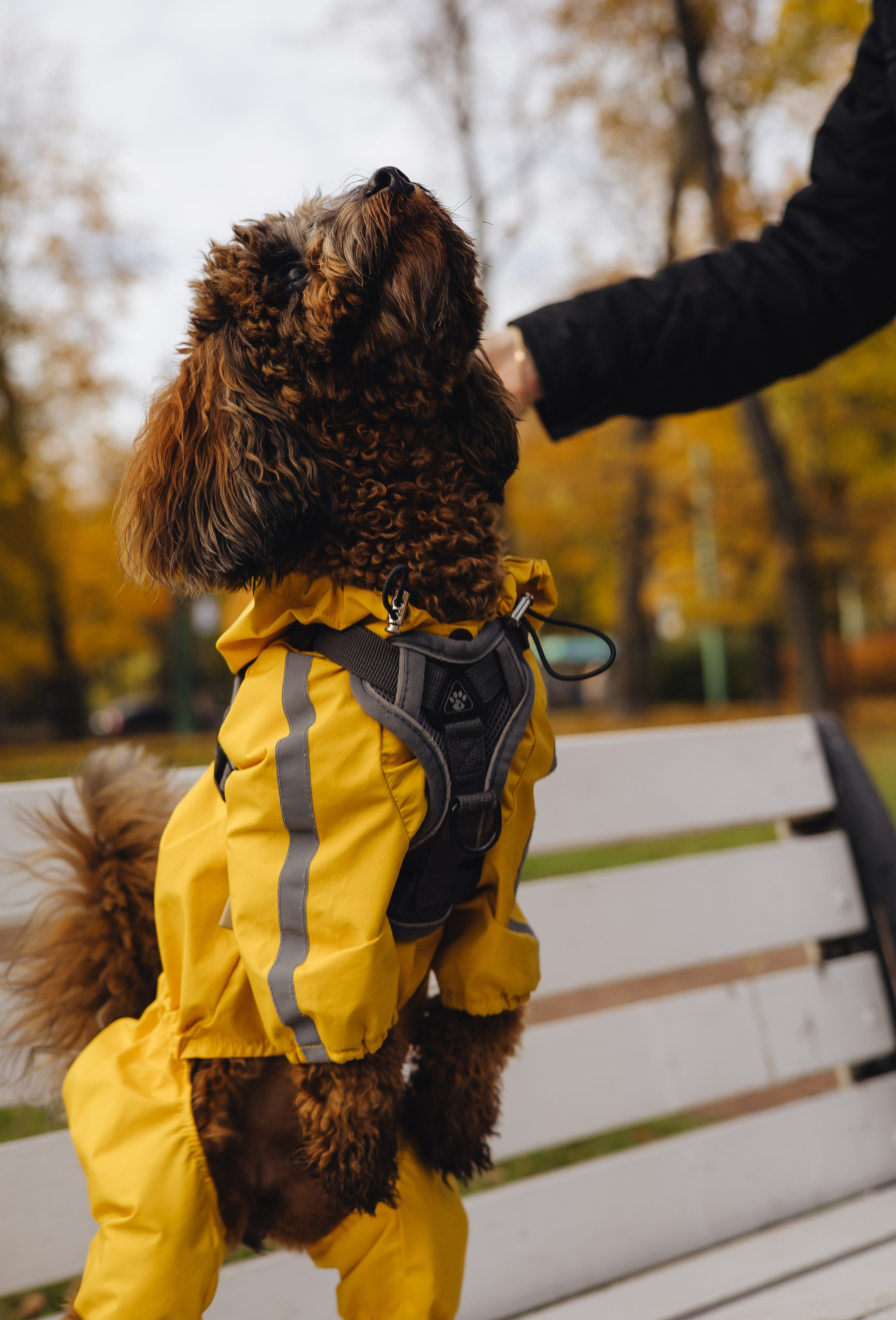 Летающая Мерси