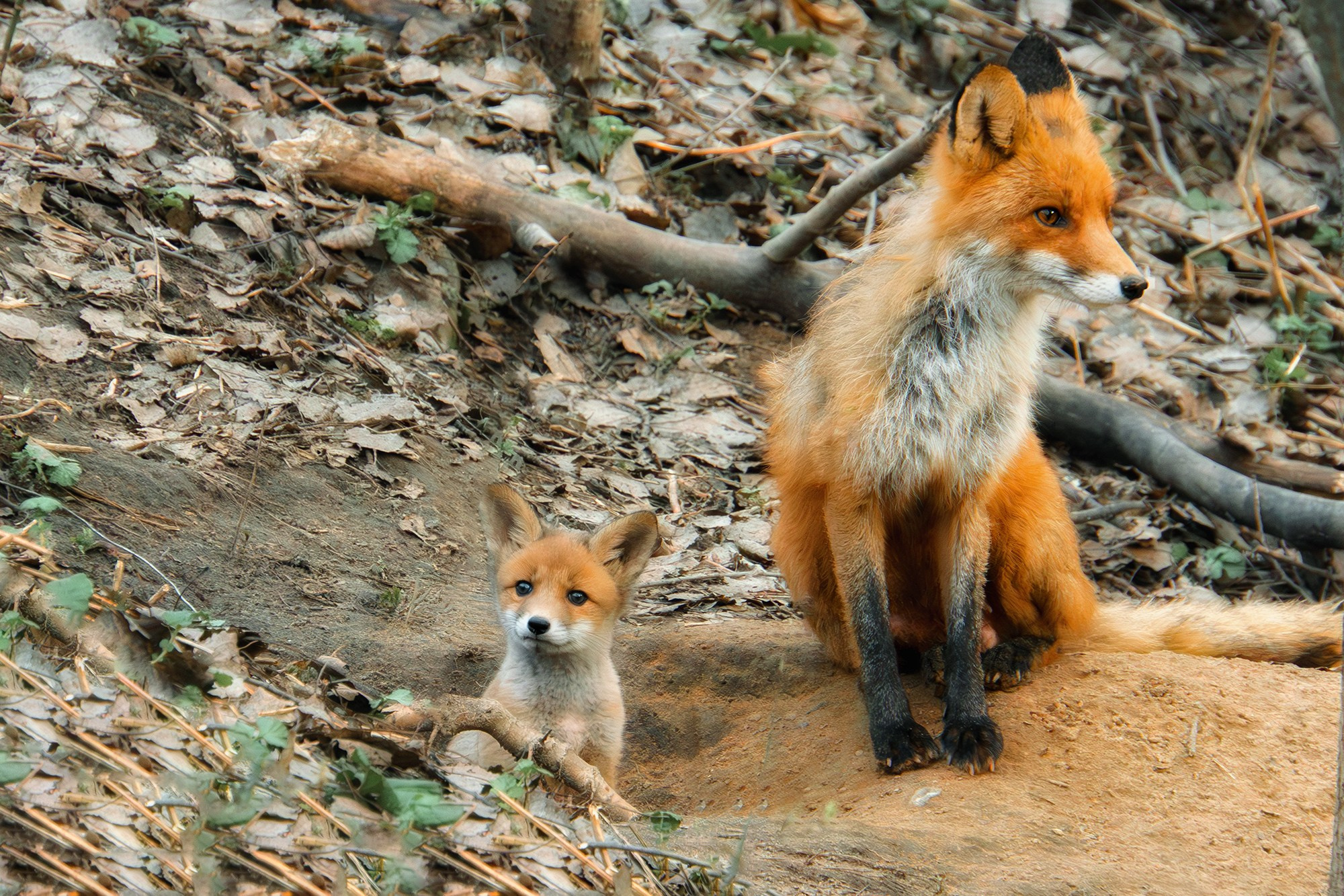 Животные. Ваш личный фотограф Марина Волкова