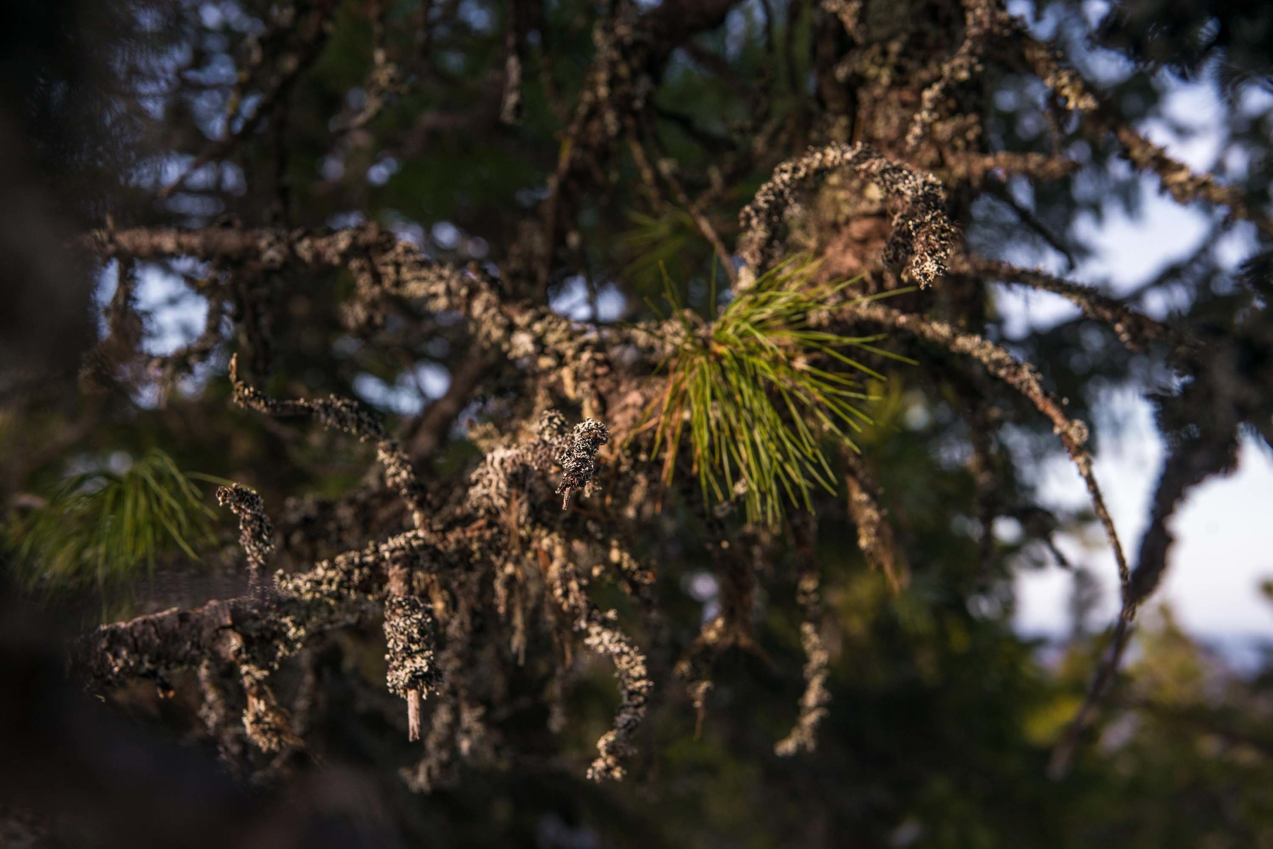 Качканар 06.04.2019. Свадебный фотограф на Урале Виктор Соколов
