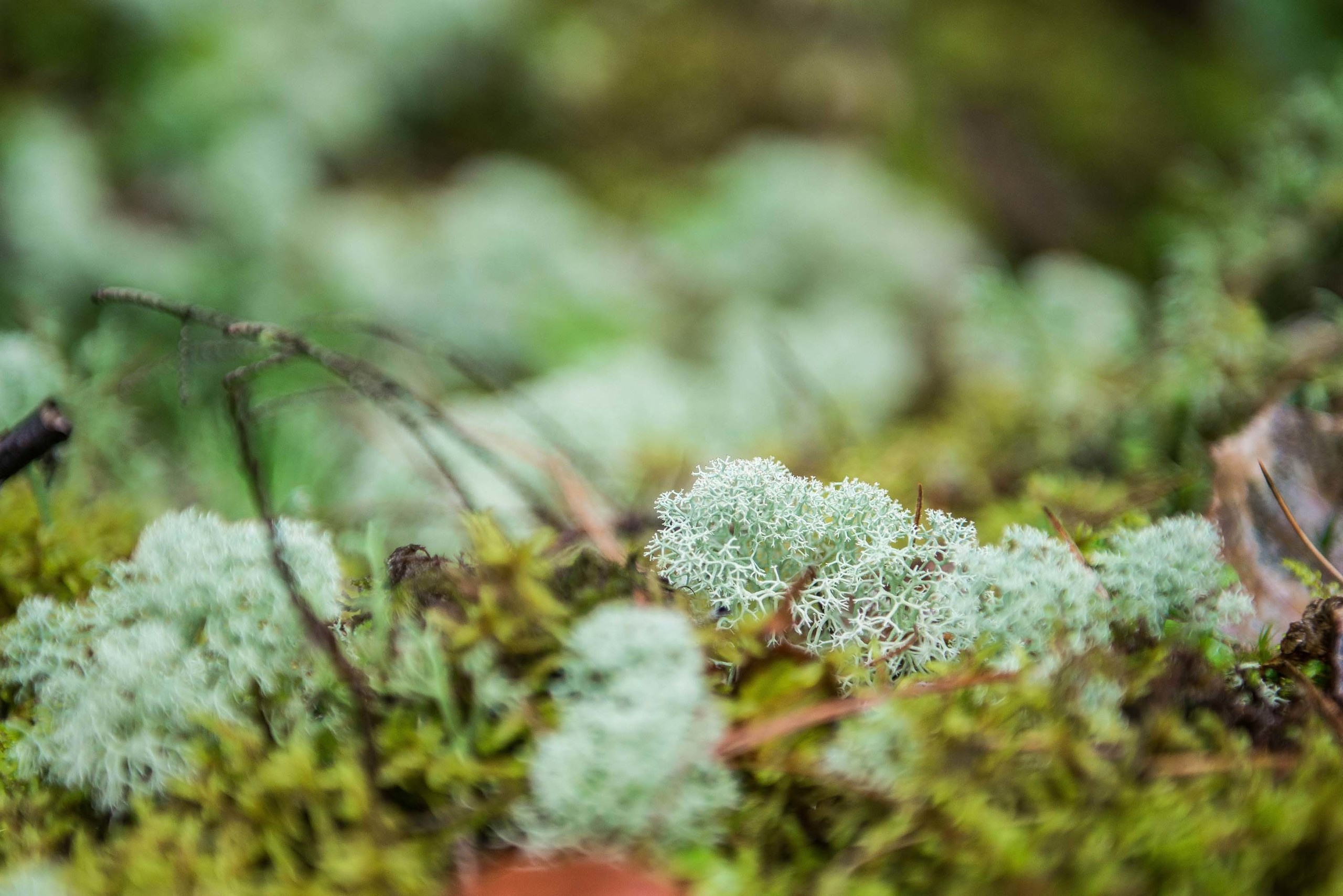 Качканар 03.08.2019. Свадебный фотограф на Урале Виктор Соколов
