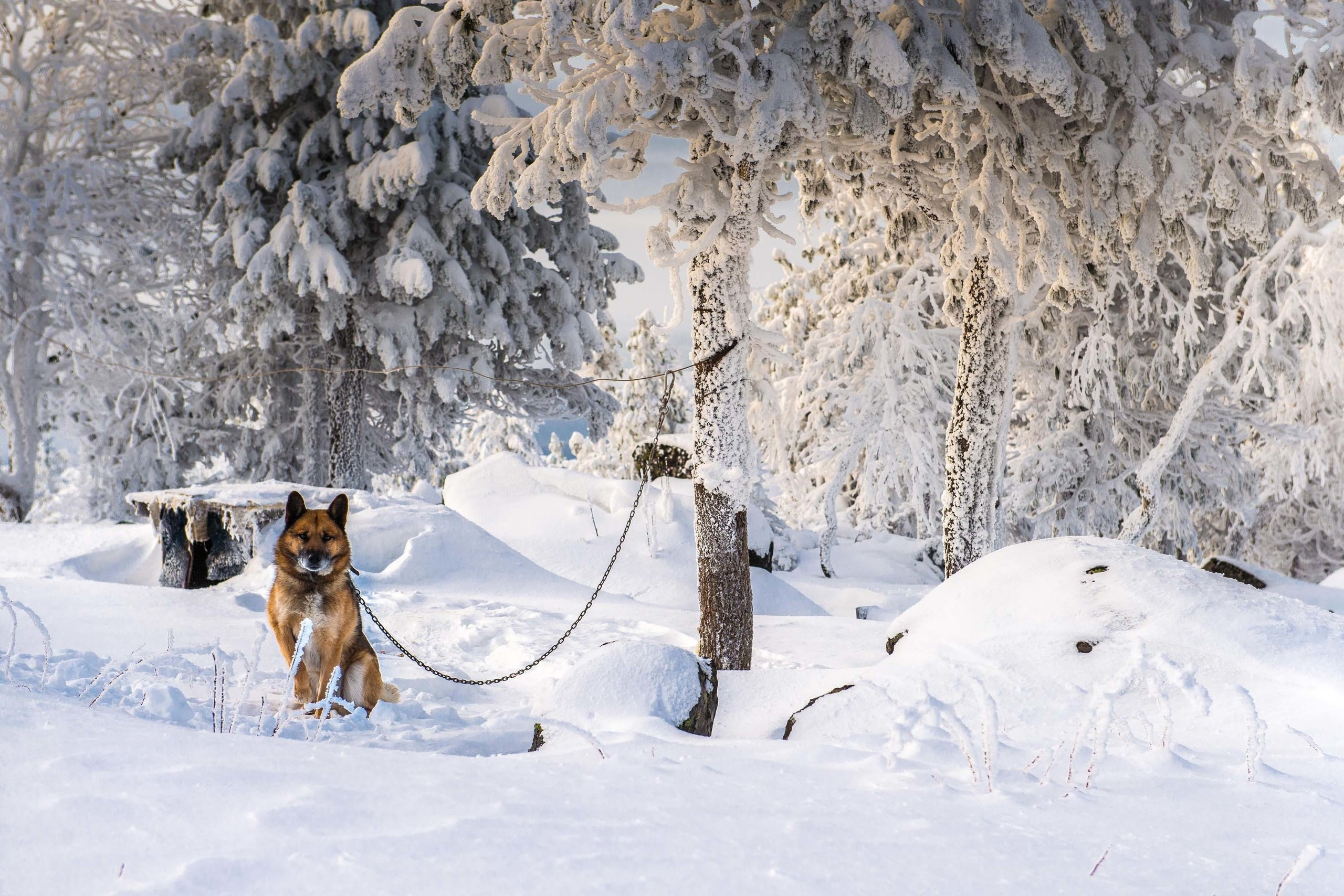 Качканар 24.11.2018. Свадебный фотограф на Урале Виктор Соколов
