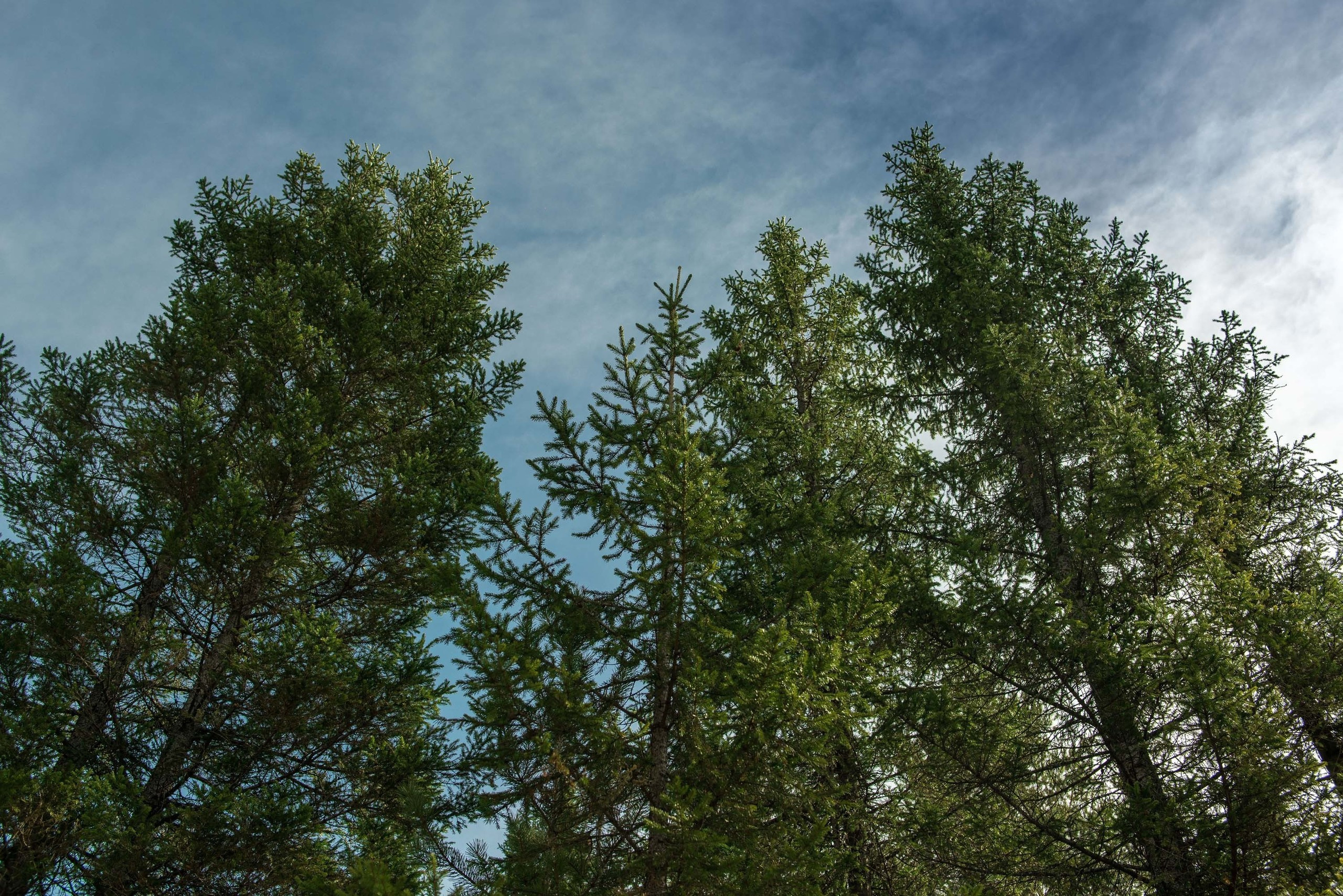 Качканар 06.04.2019. Свадебный фотограф на Урале Виктор Соколов