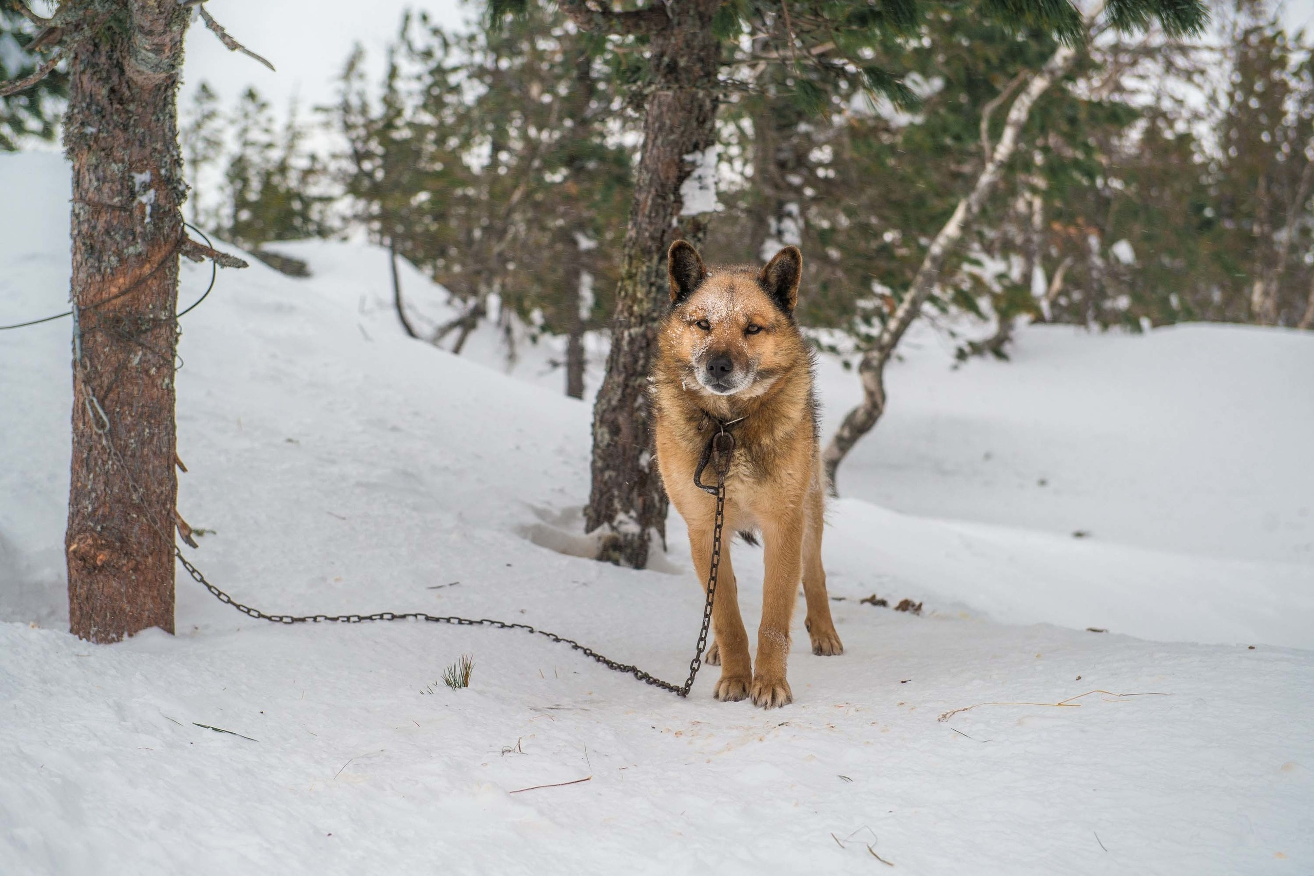 Качканар 09.03.2019. Свадебный фотограф на Урале Виктор Соколов