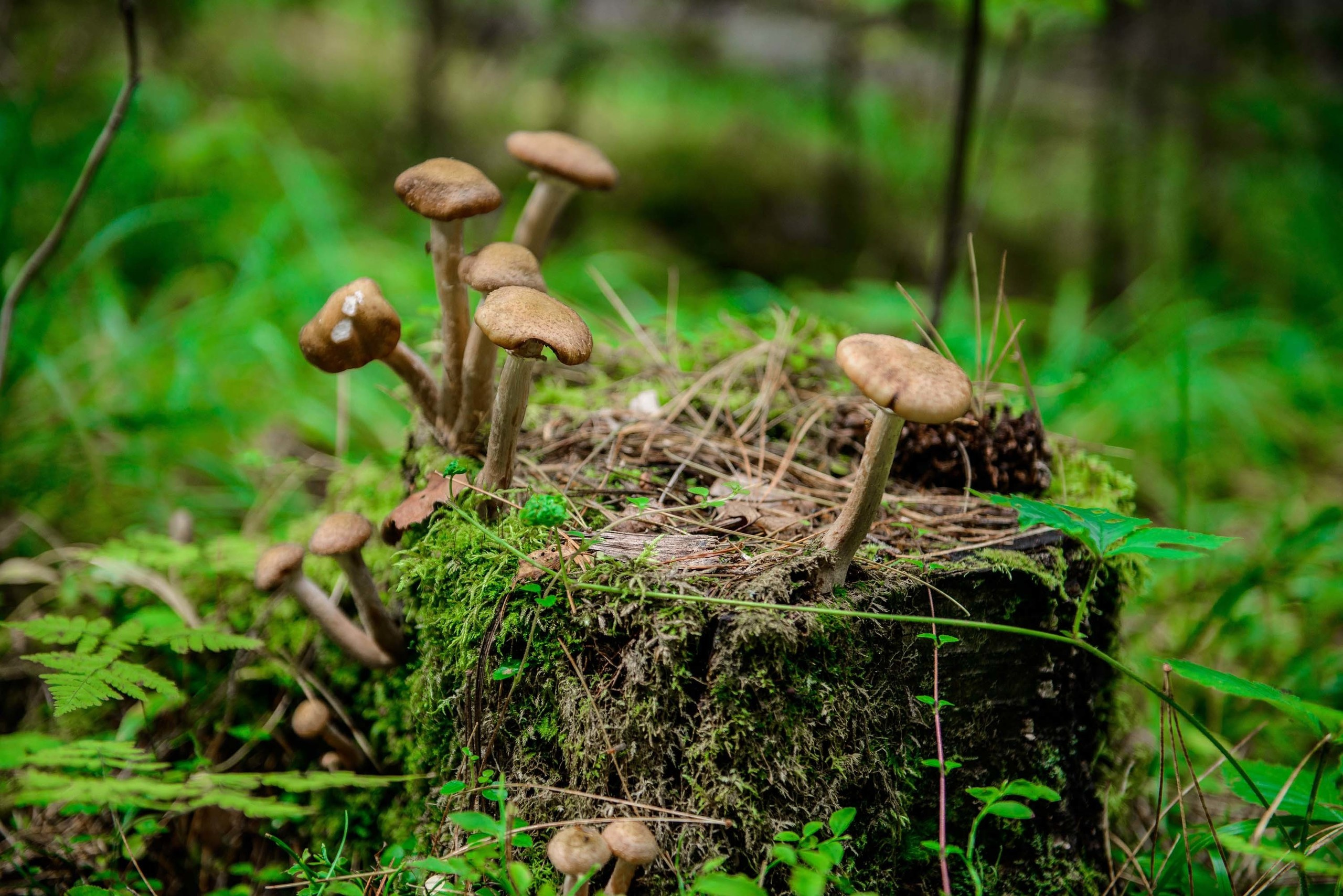 Качканар 24.08.2019. Свадебный фотограф на Урале Виктор Соколов