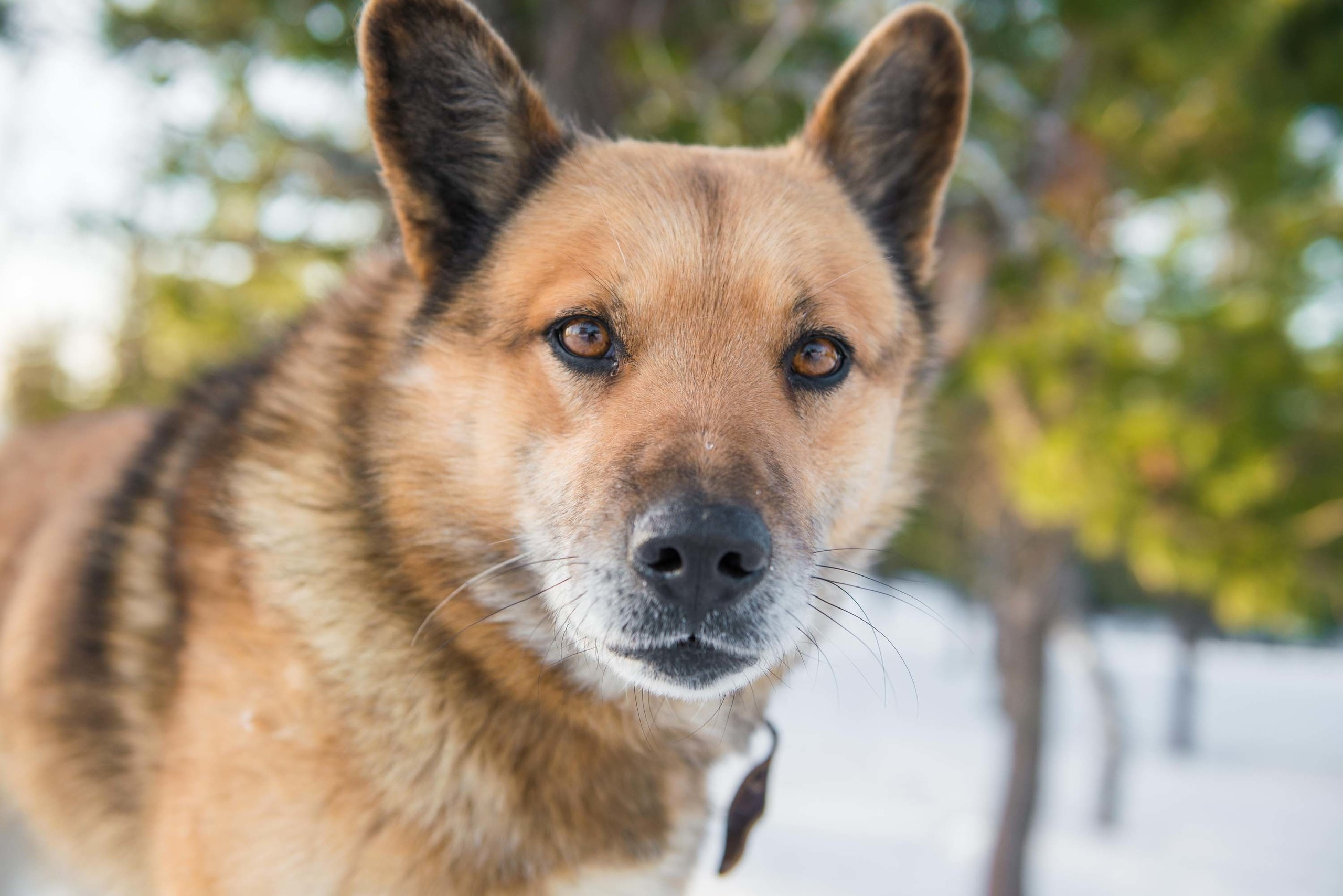 Качканар 06.04.2019. Свадебный фотограф на Урале Виктор Соколов