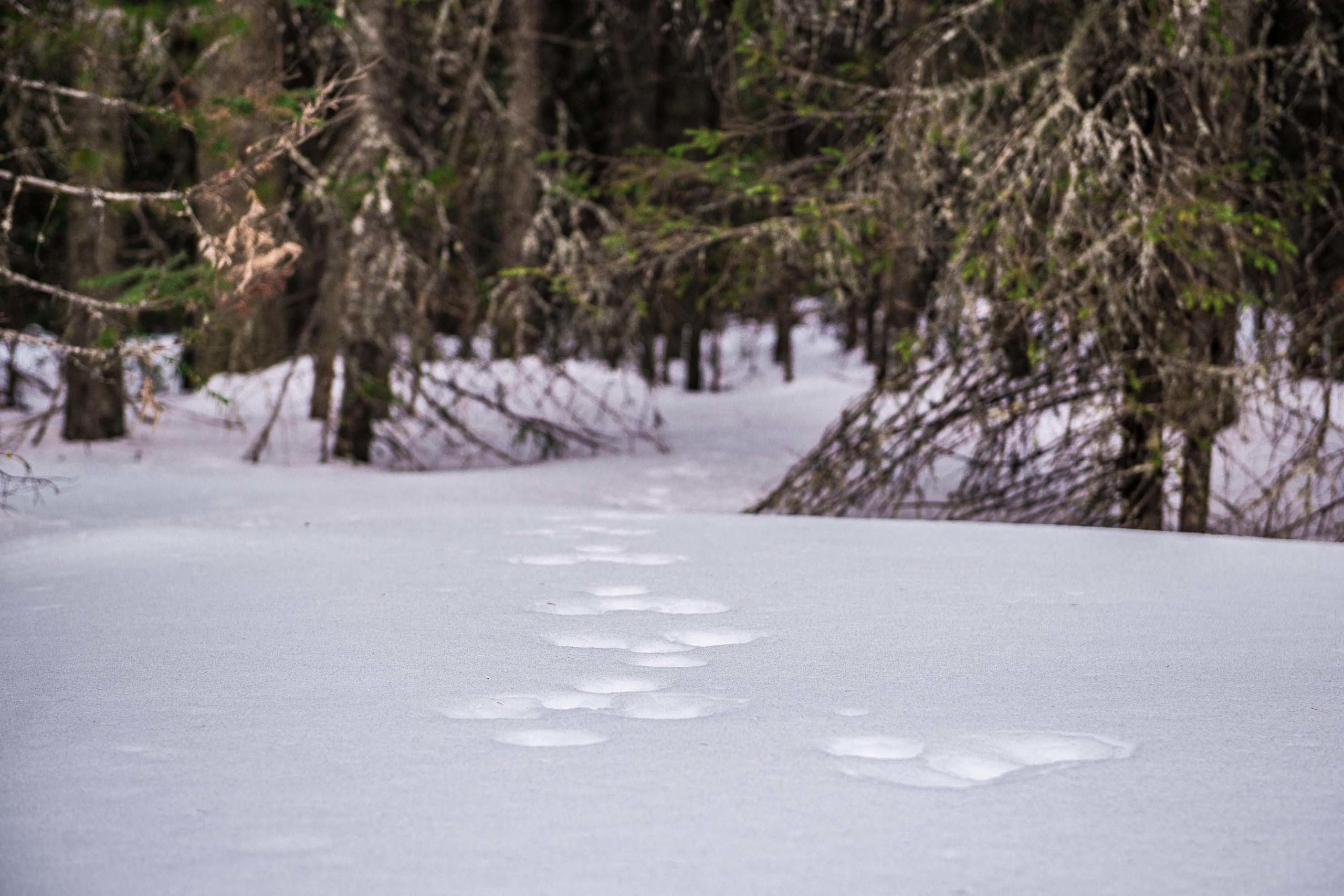Качканар 06.04.2019. Свадебный фотограф на Урале Виктор Соколов