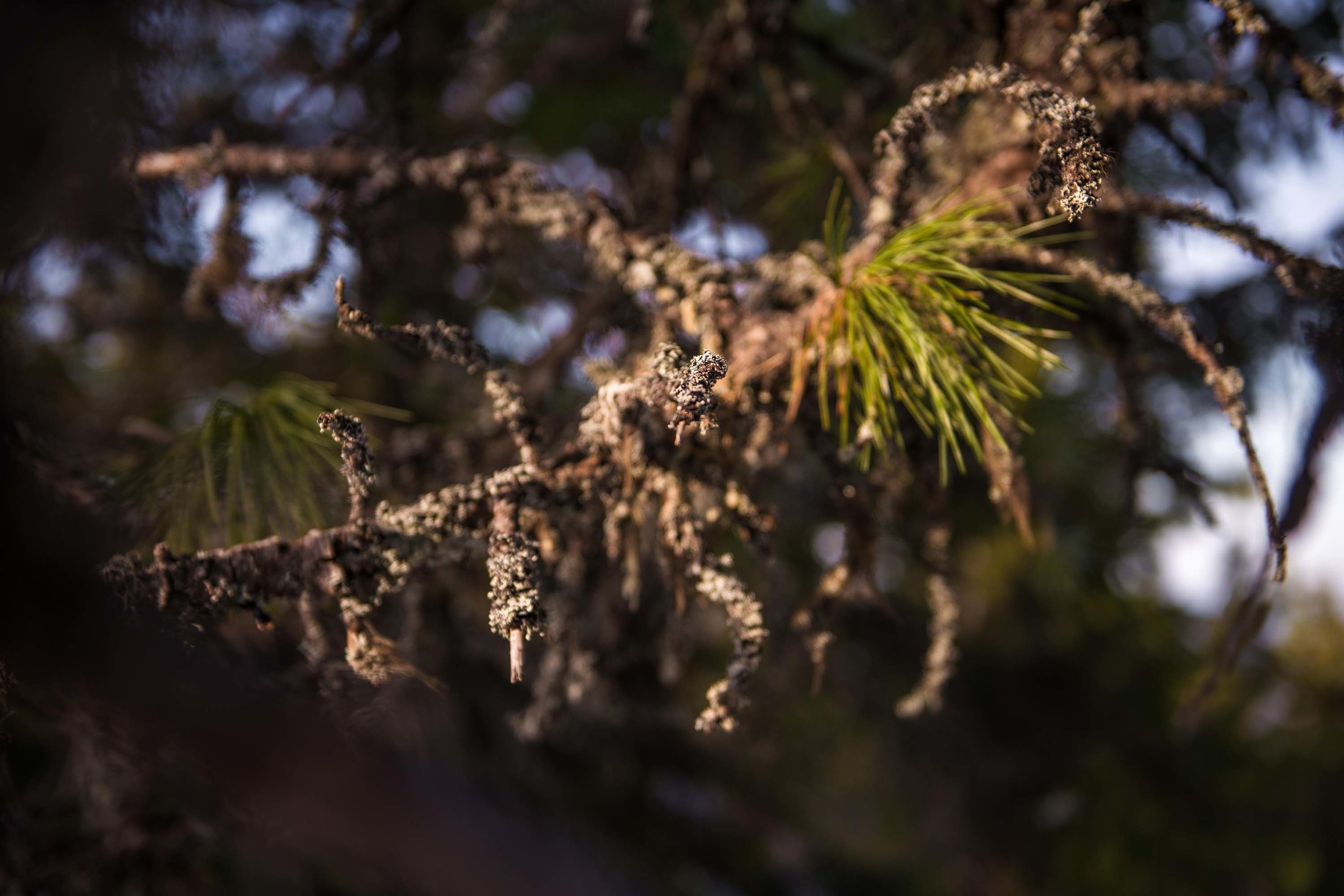 Качканар 06.04.2019. Свадебный фотограф на Урале Виктор Соколов