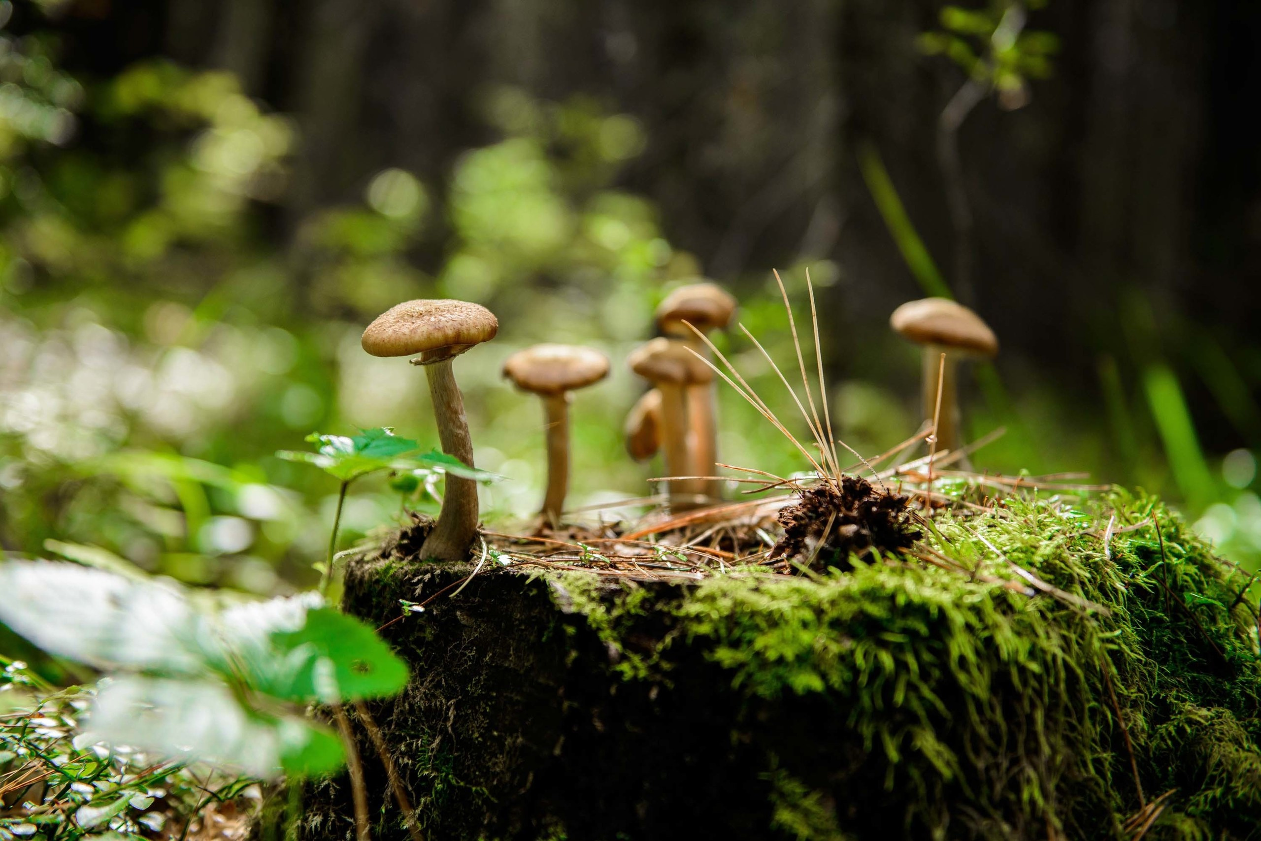 Качканар 24.08.2019. Свадебный фотограф на Урале Виктор Соколов