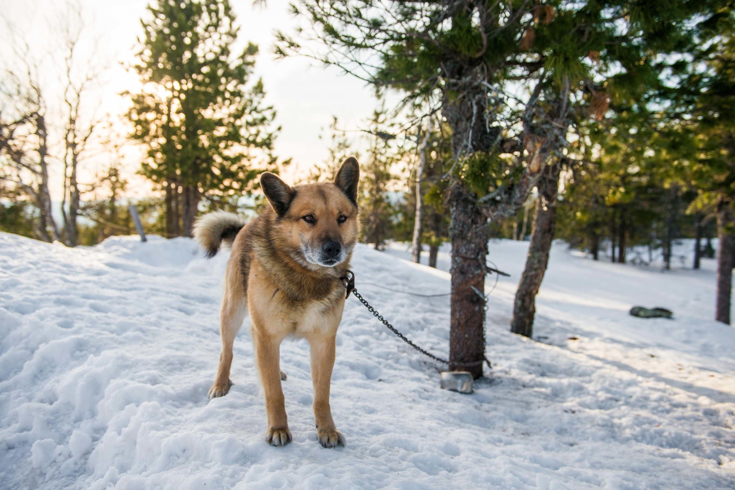 Качканар 06.04.2019. Свадебный фотограф на Урале Виктор Соколов