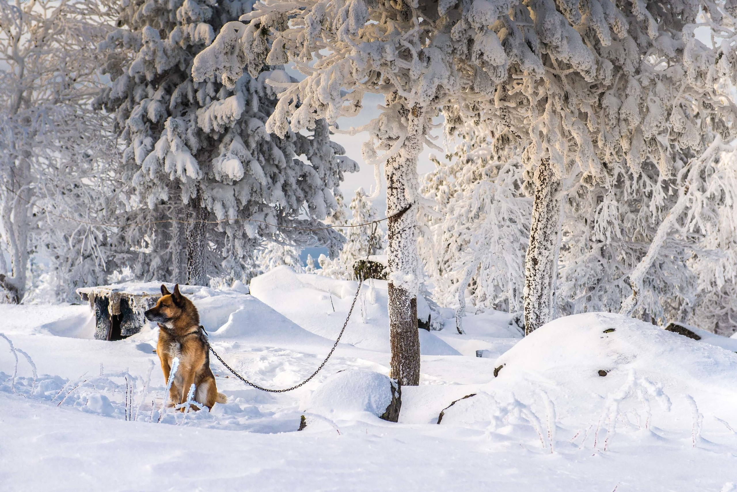Качканар 24.11.2018. Свадебный фотограф на Урале Виктор Соколов