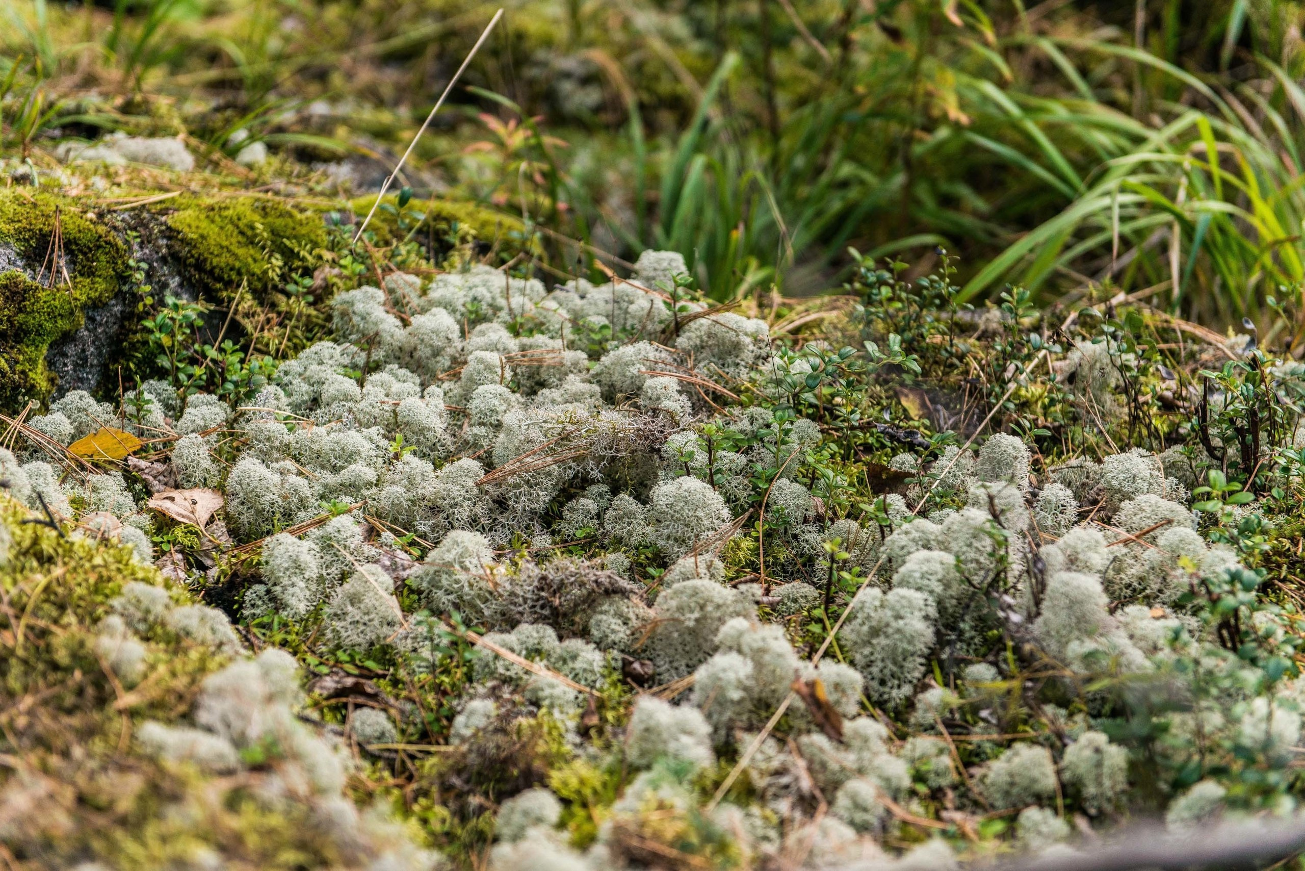 Качканар 24.08.2019. Свадебный фотограф на Урале Виктор Соколов