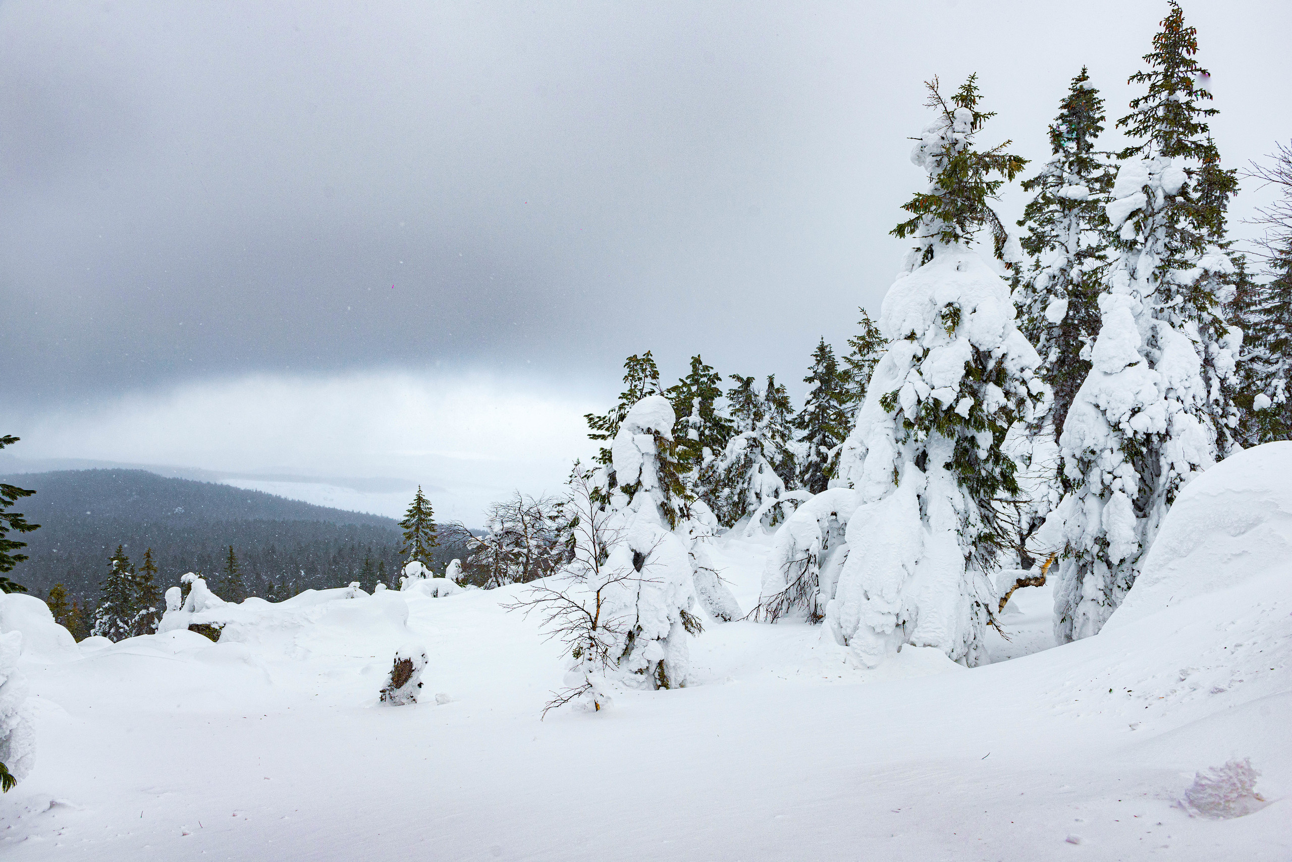 Качканар 07.03.2020. Свадебный фотограф на Урале Виктор Соколов