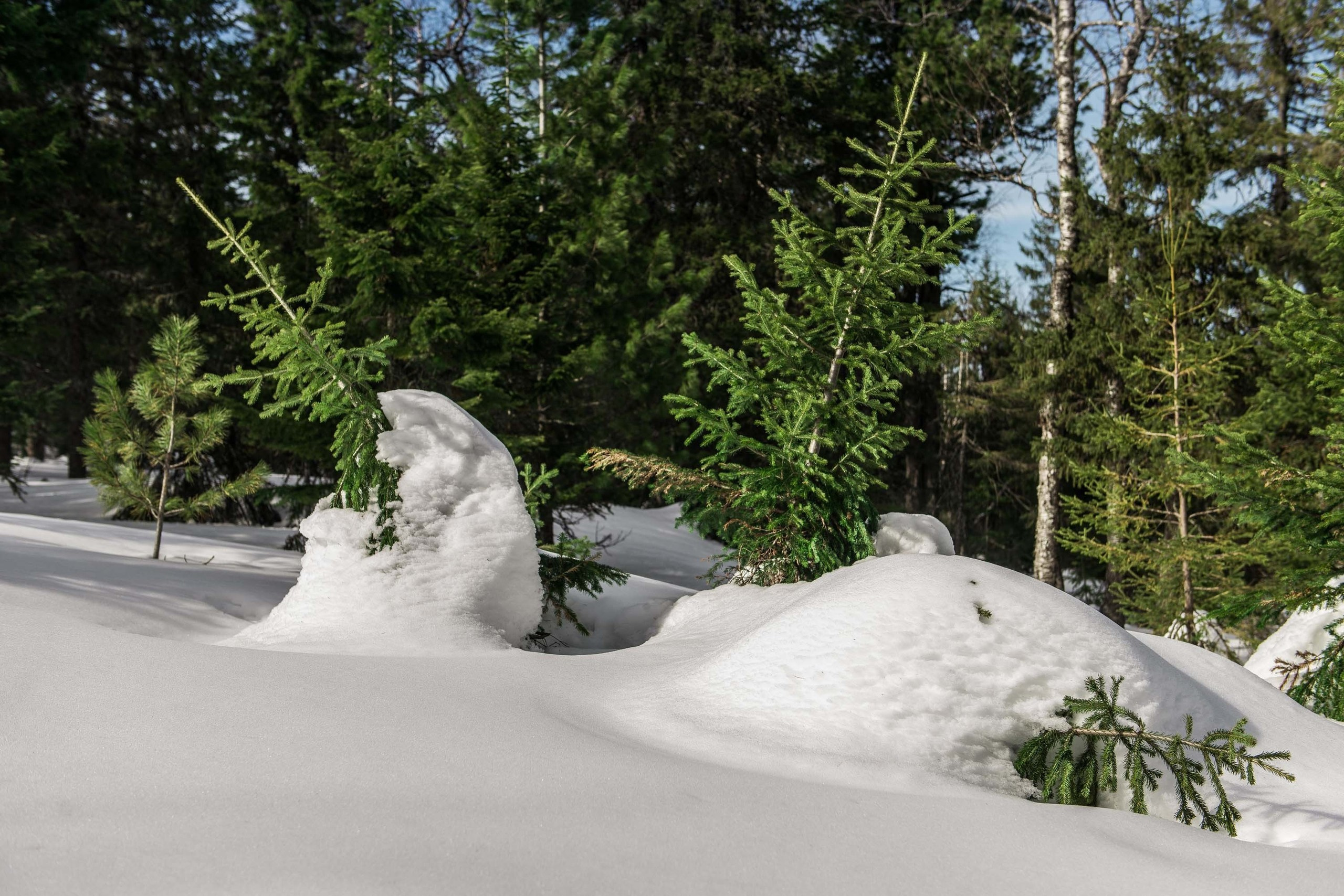 Качканар 06.04.2019. Свадебный фотограф на Урале Виктор Соколов