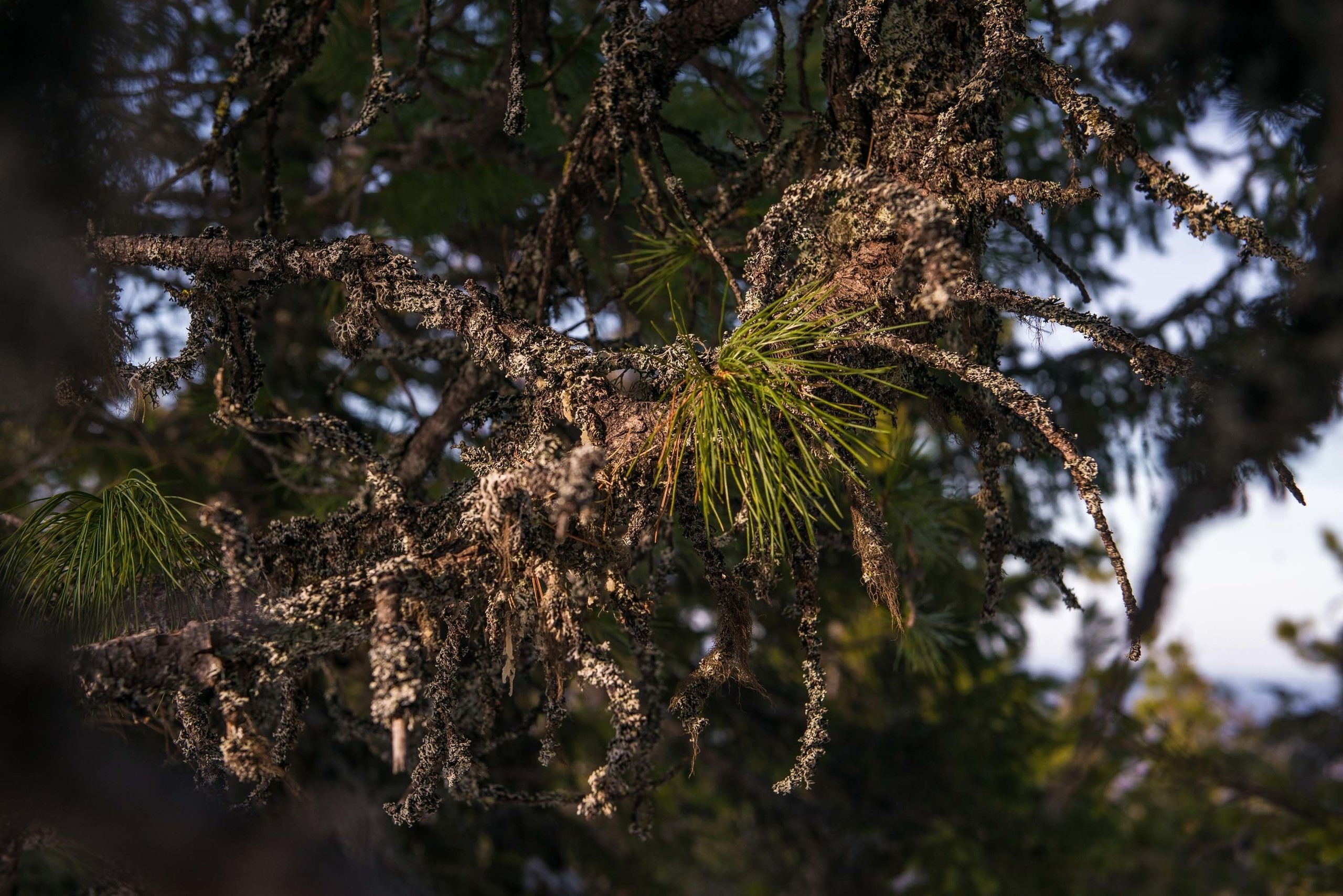 Качканар 06.04.2019. Свадебный фотограф на Урале Виктор Соколов