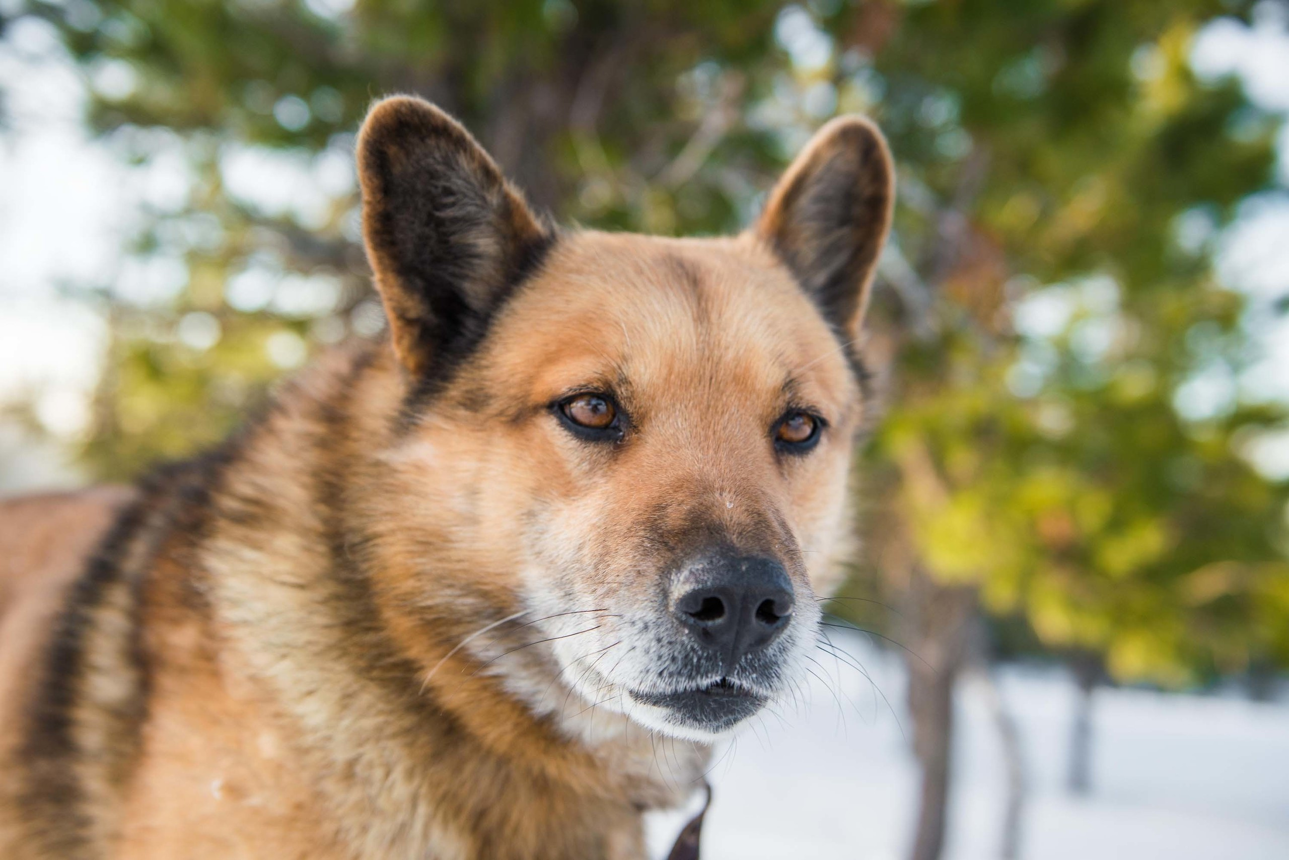 Качканар 06.04.2019. Свадебный фотограф на Урале Виктор Соколов