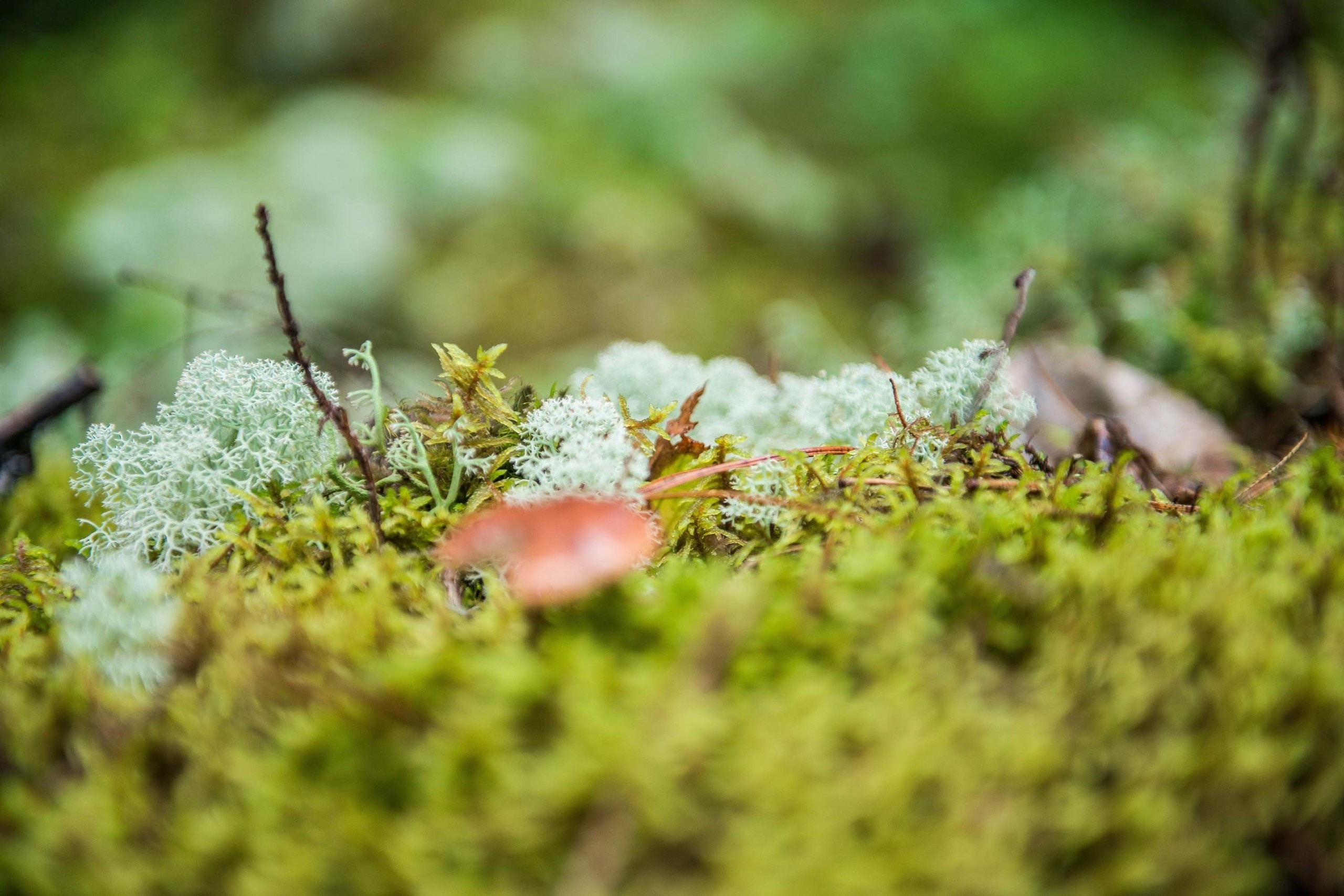 Качканар 03.08.2019. Свадебный фотограф на Урале Виктор Соколов