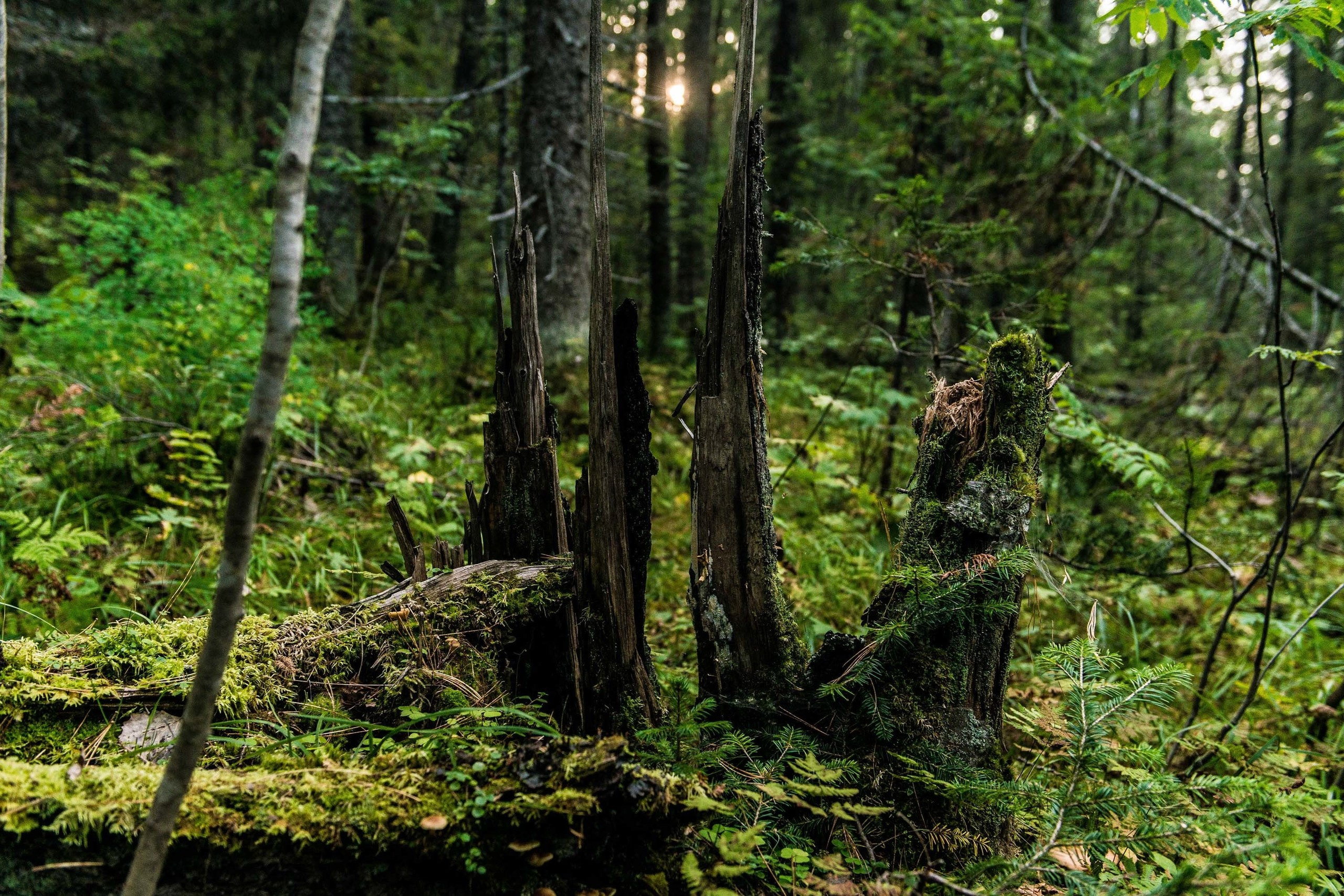 Качканар 24.08.2019. Свадебный фотограф на Урале Виктор Соколов