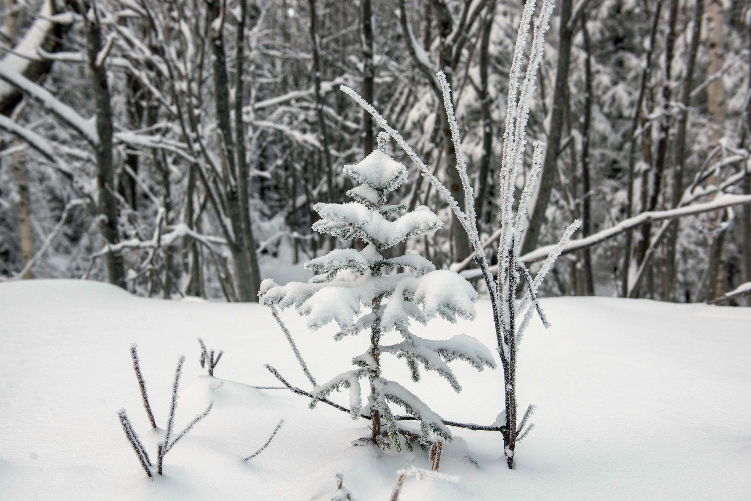 Качканар 24.11.2018. Свадебный фотограф на Урале Виктор Соколов