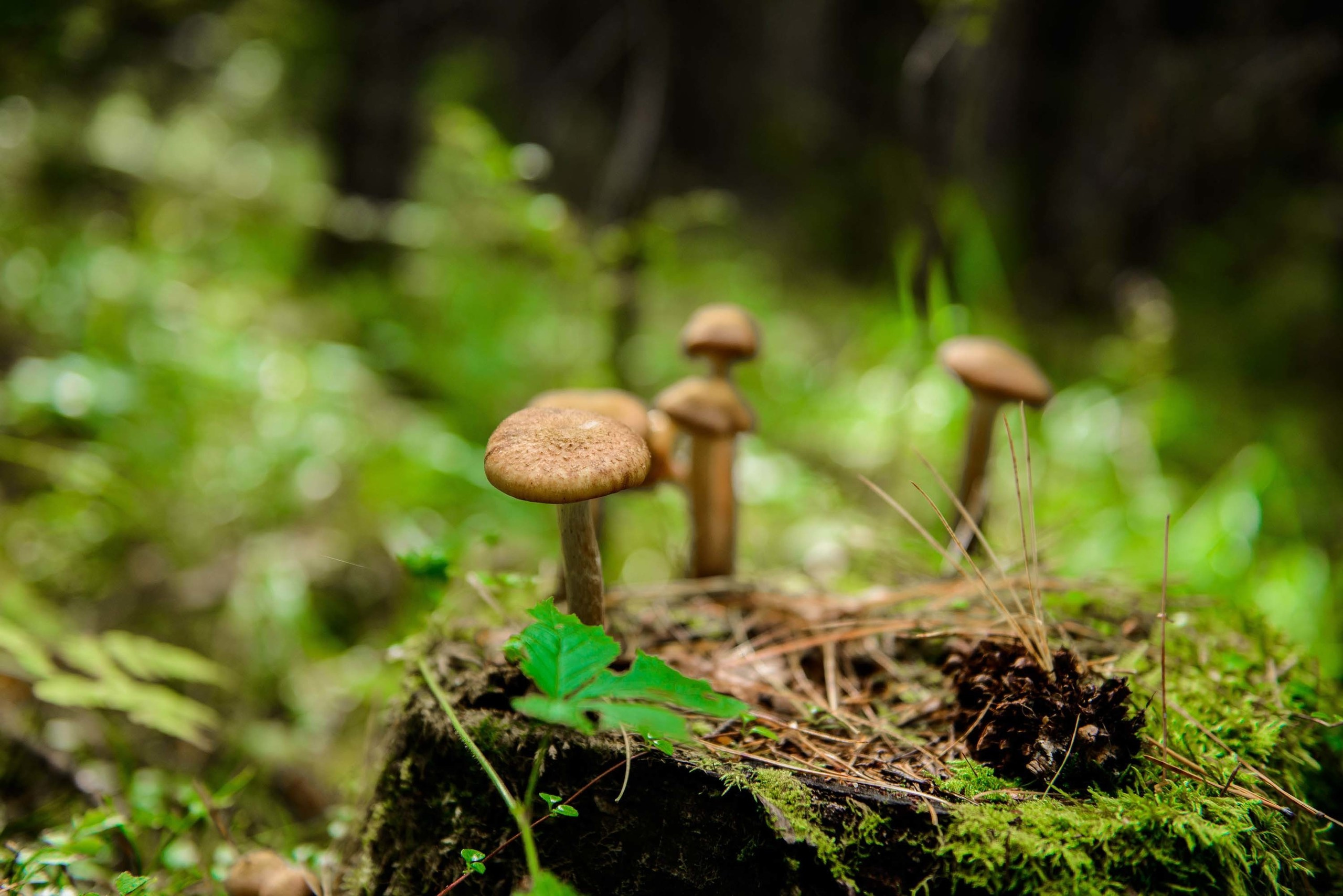 Качканар 24.08.2019. Свадебный фотограф на Урале Виктор Соколов