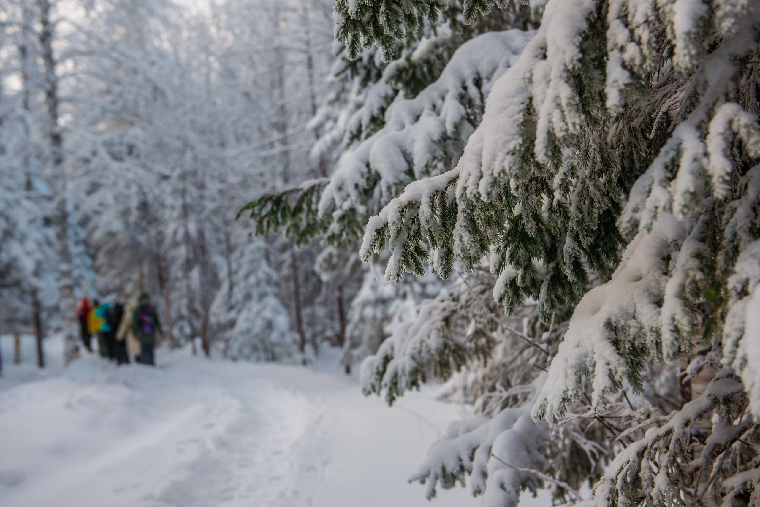 Качканар 24.11.2018. Свадебный фотограф на Урале Виктор Соколов