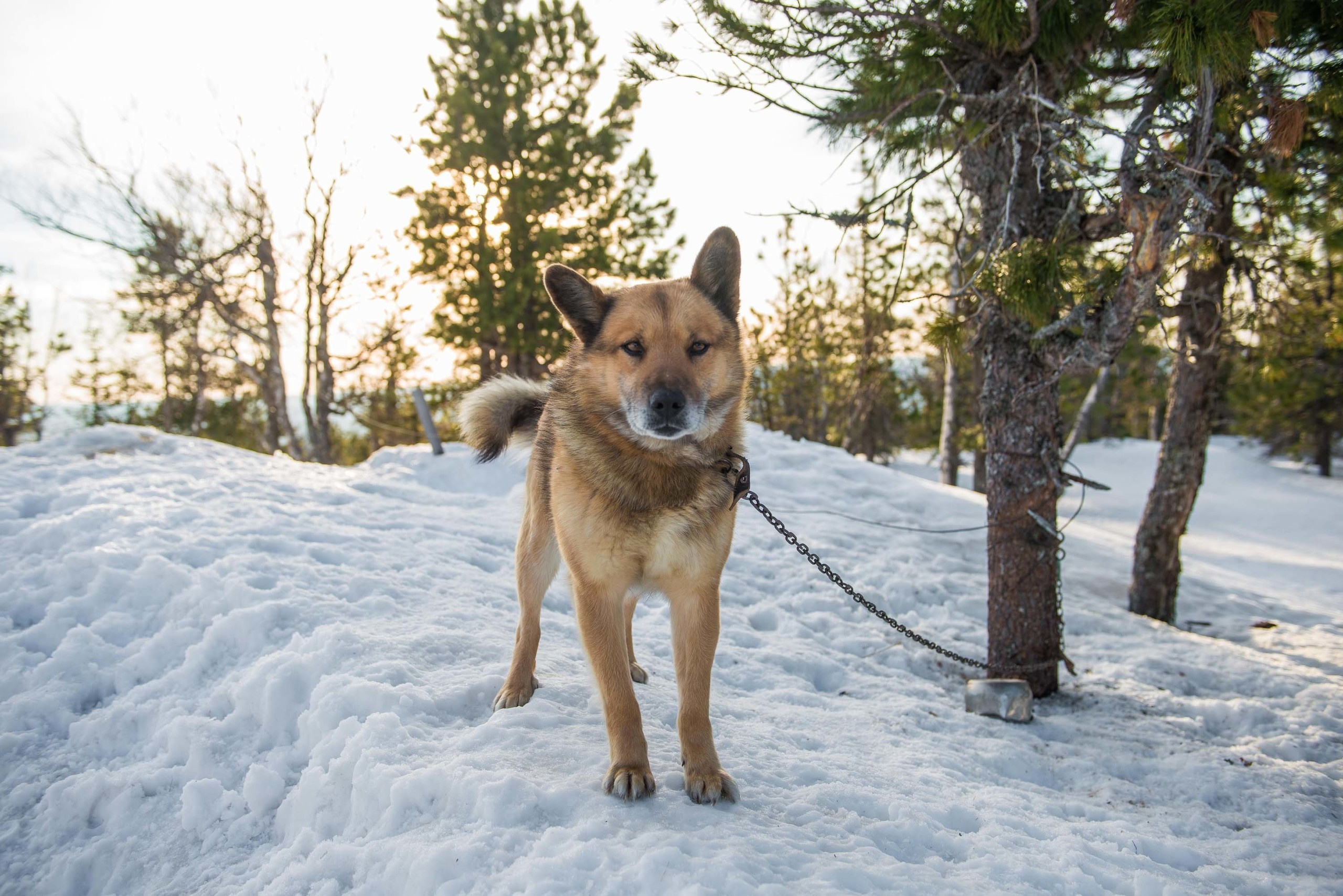 Качканар 06.04.2019. Свадебный фотограф на Урале Виктор Соколов
