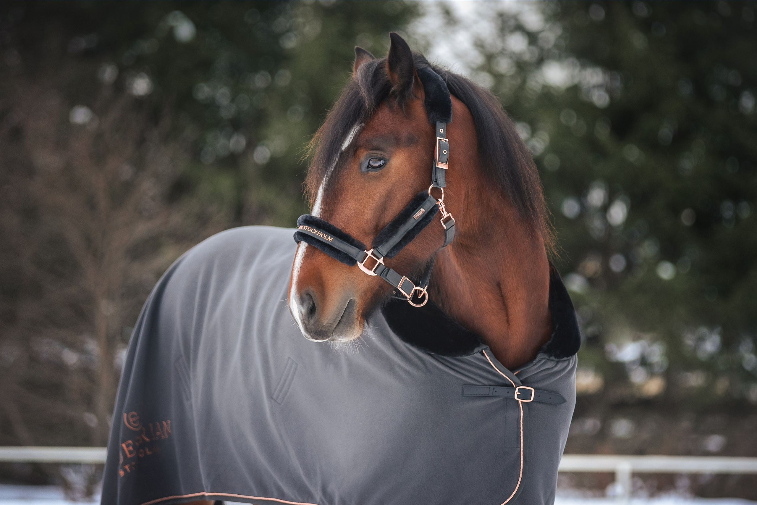 Новогодний Волконский. Конный фотограф Куракина Дарья • Фотосессии с лошадьми