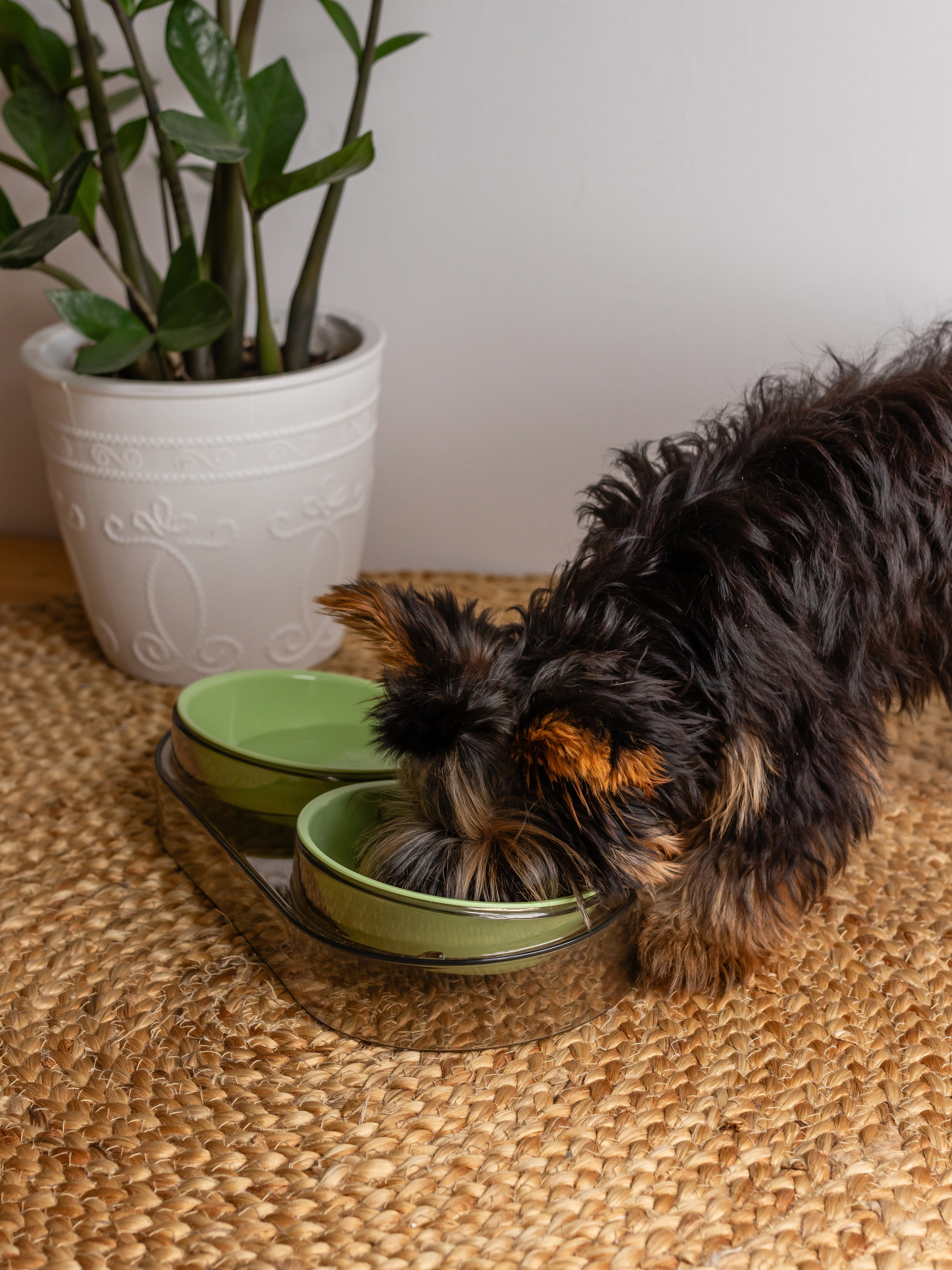 Миска для собаки. Фотограф в Краснодаре Арина Кудряшова