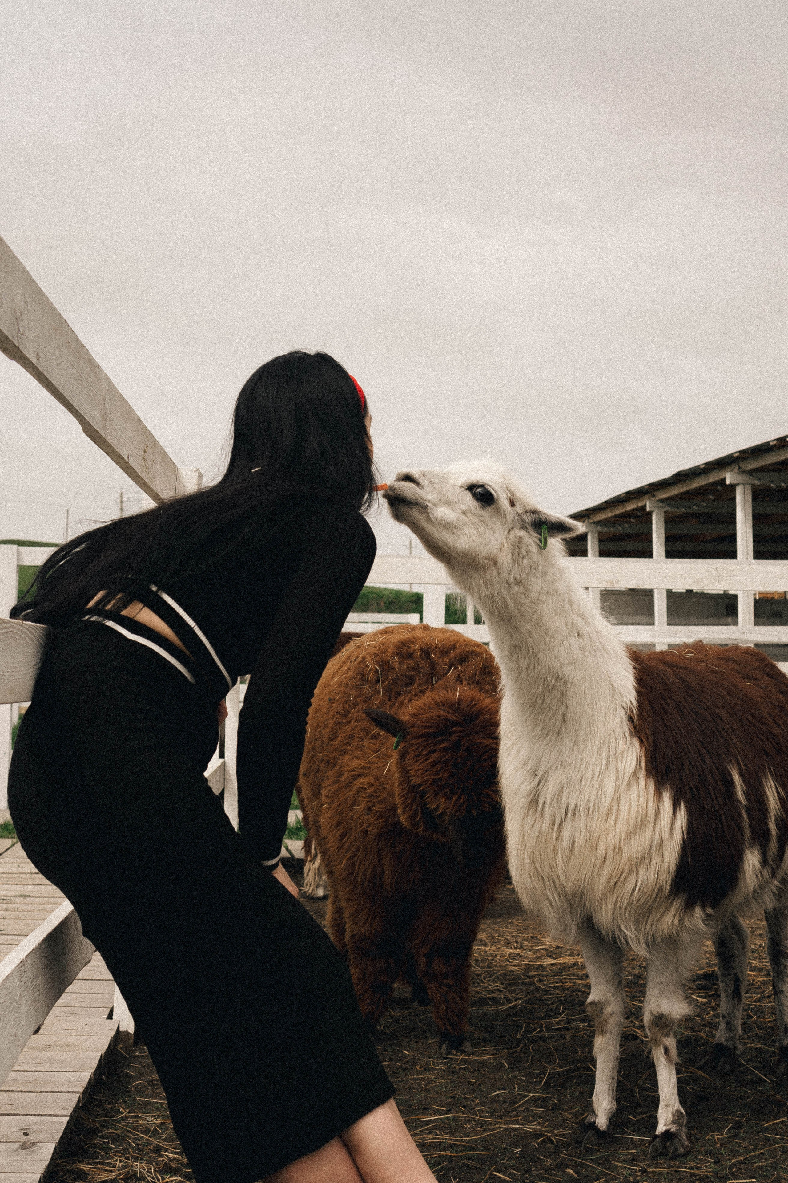 Ферма Альпак. Профессиональный фотограф, Санкт-Петербург — Виктория Богомолова