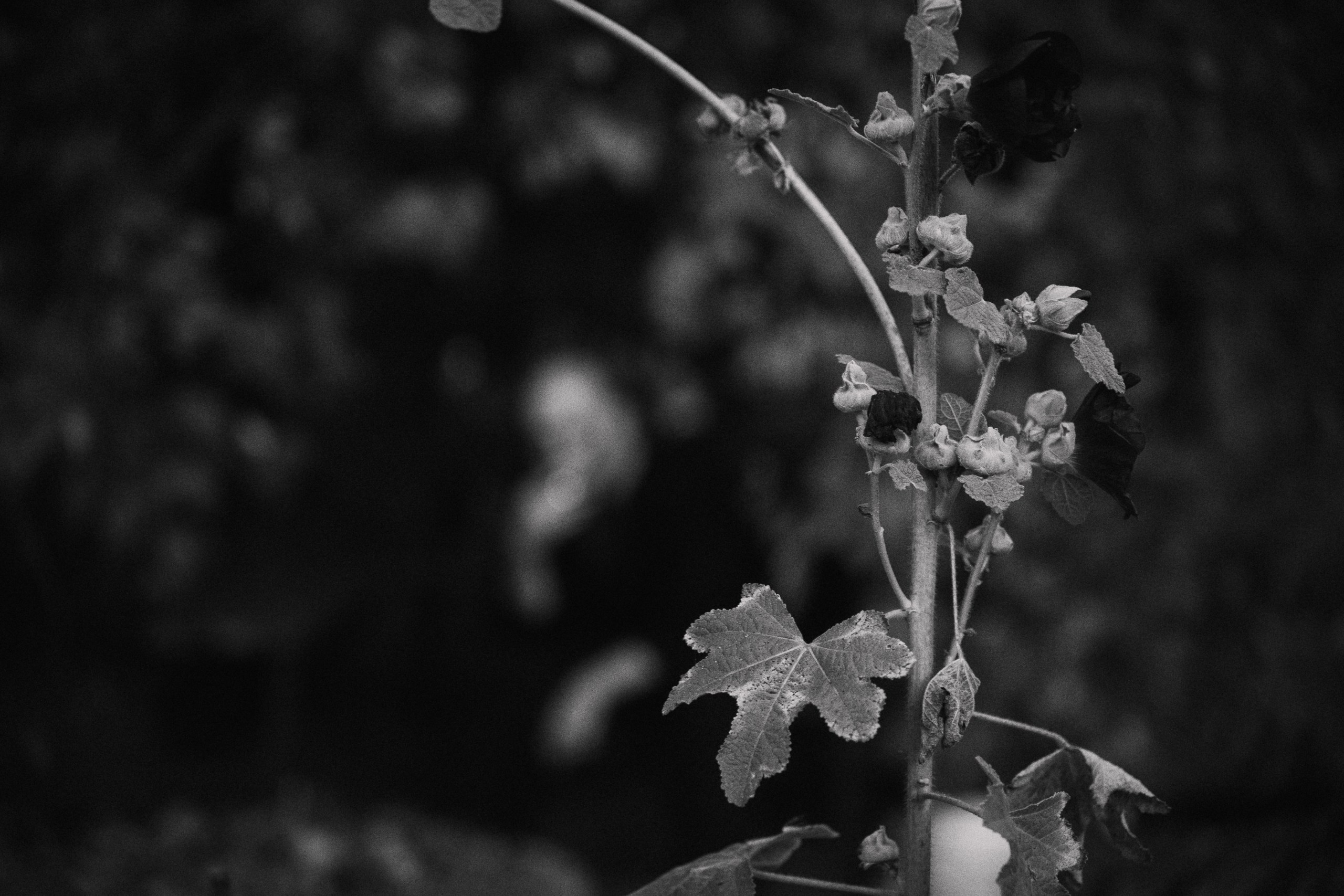 Kurtz. Фотограф в Глазове Роман Маньков