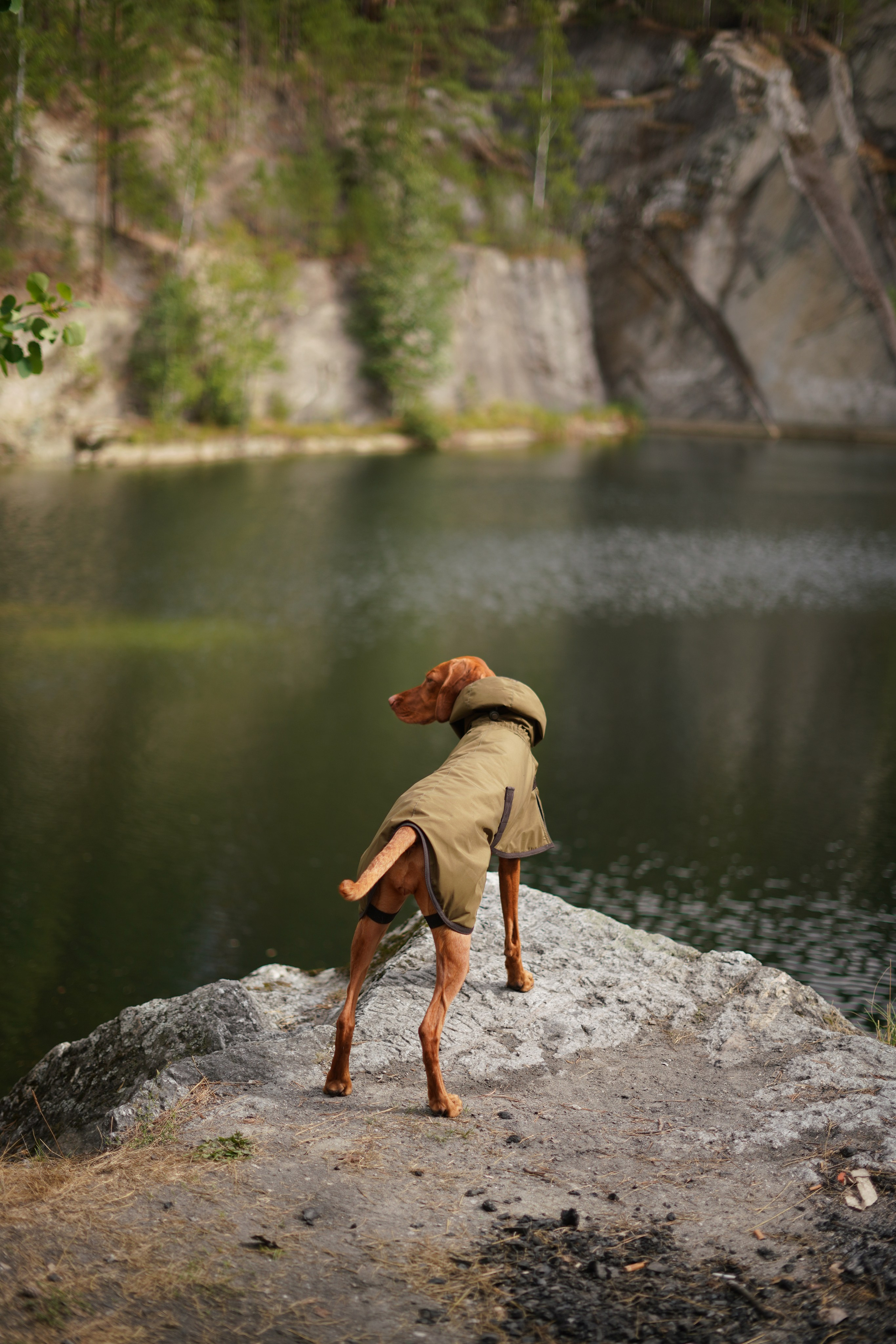 Одежда для собак Bravehound. Фотограф анималист Осипчикова Мария