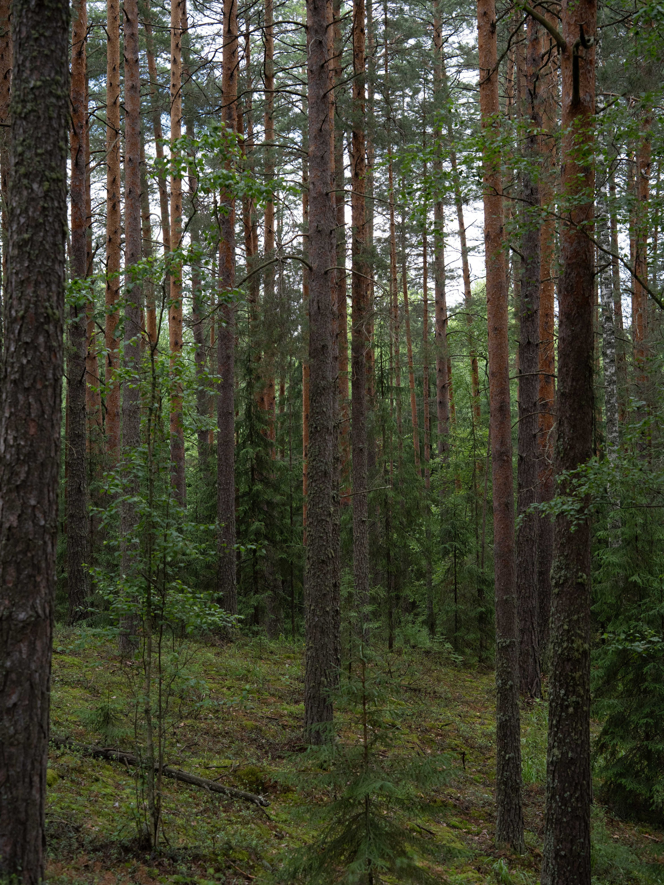 Лесные встречи (Спорт). Фотограф в Ижевске Максим Грундул