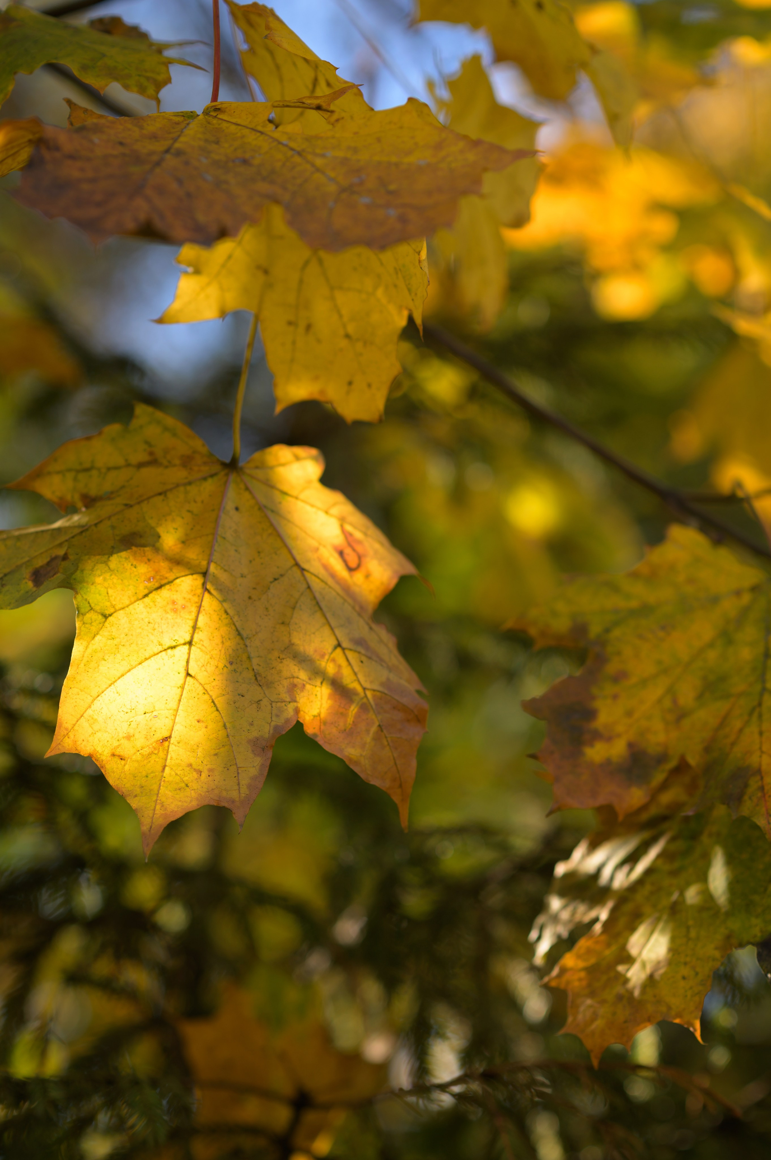 Осенние листья. Анна Боровикова, фотограф Пушкино
