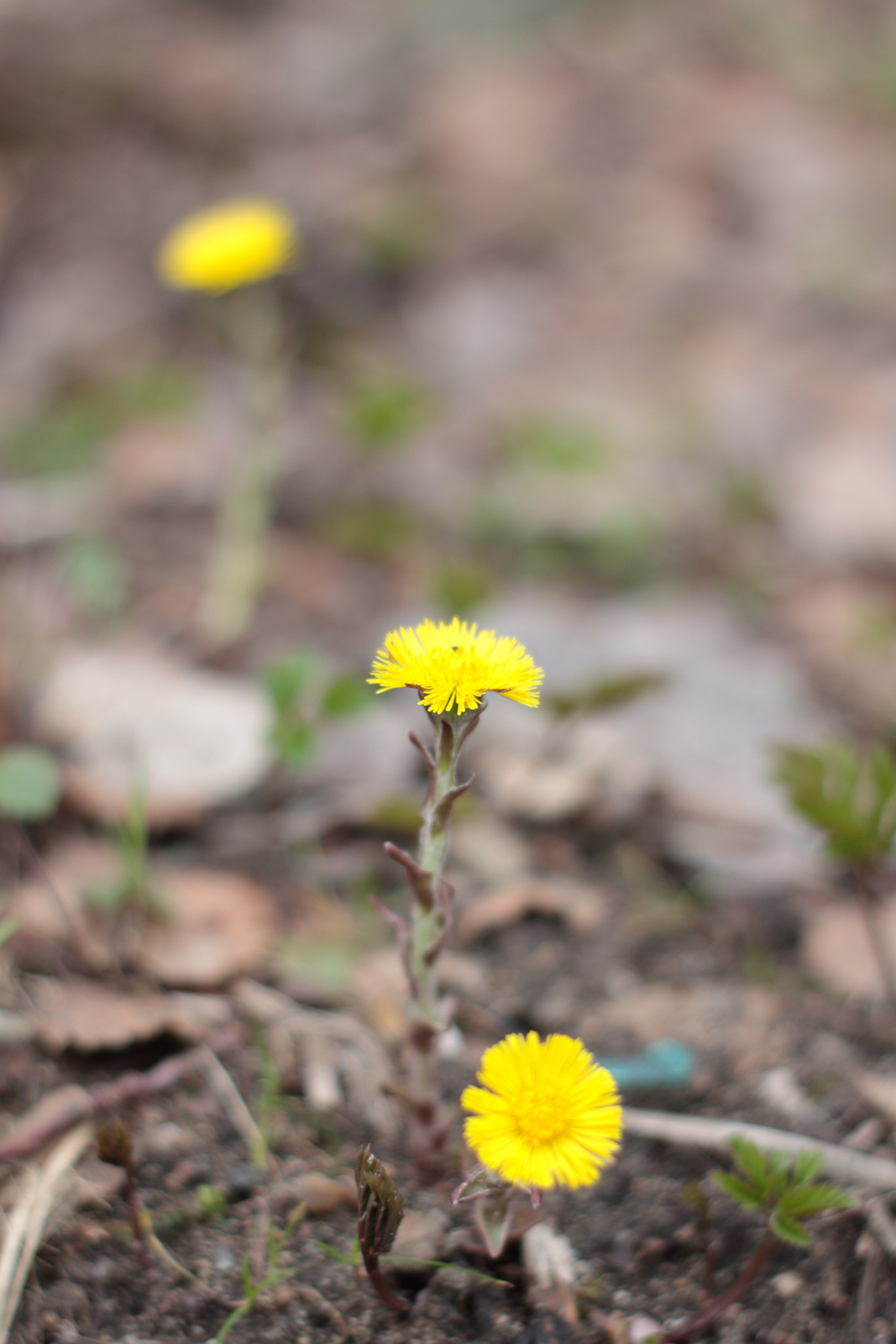 Старое природное, отбирала Katamount (Катерина Горохова). Главная
