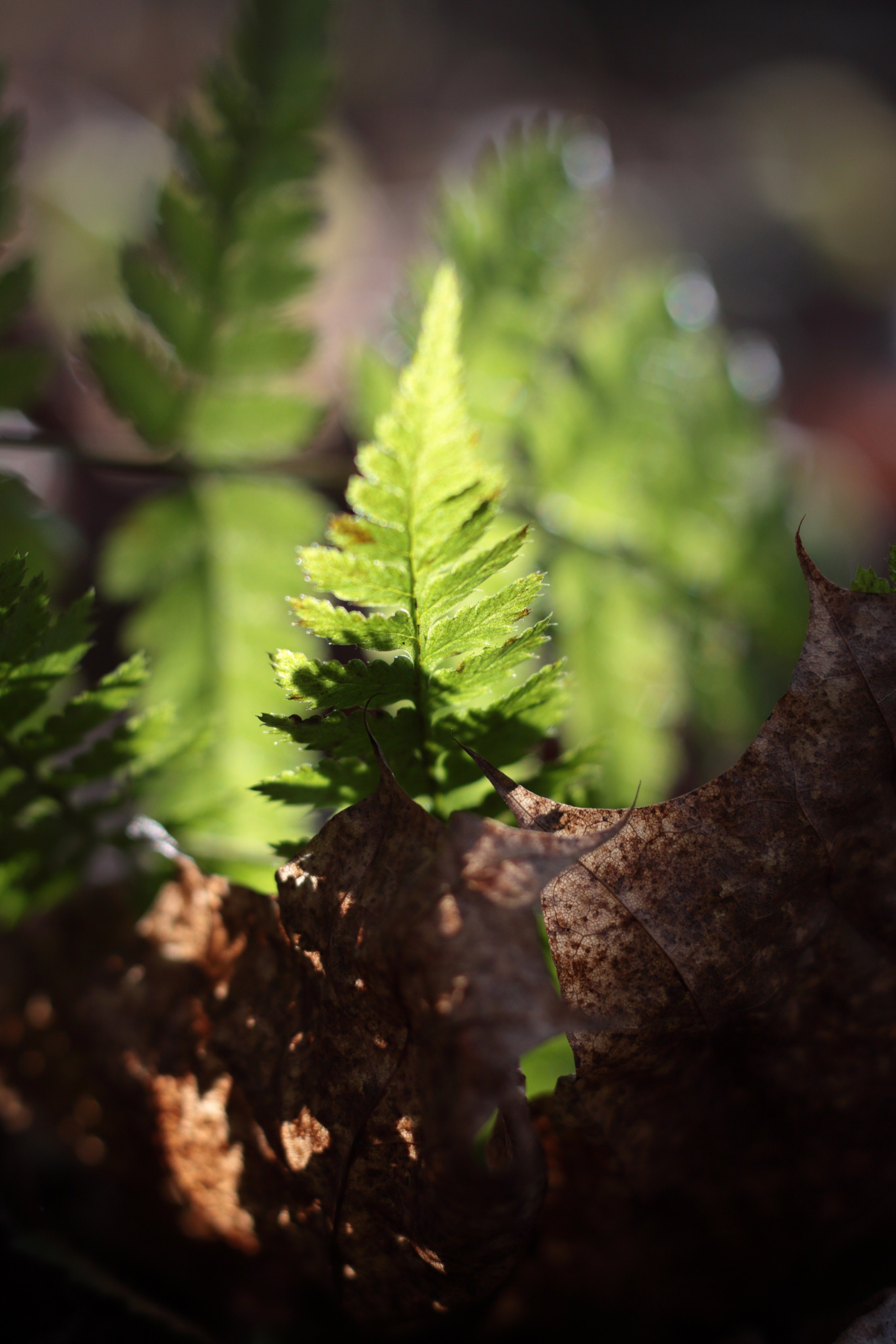 Старое природное, отбирала Katamount (Катерина Горохова). Главная