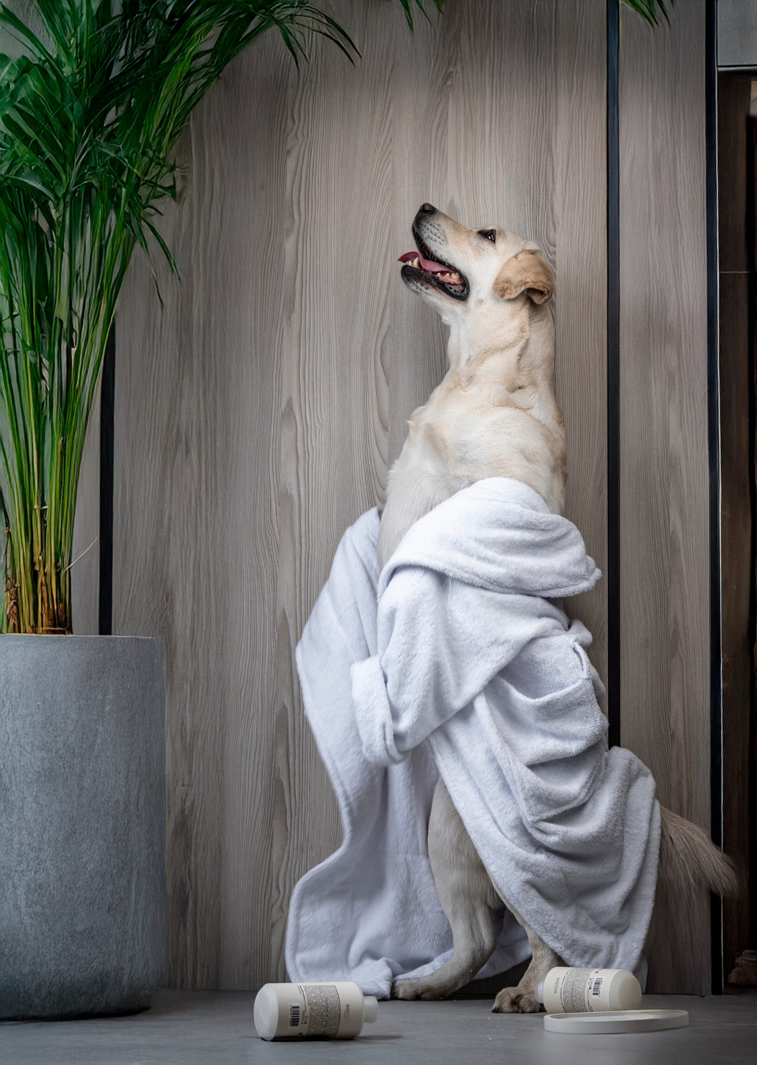 DOGIGO. Фотограф анималист в Санкт-Петербурге Таша Крейв