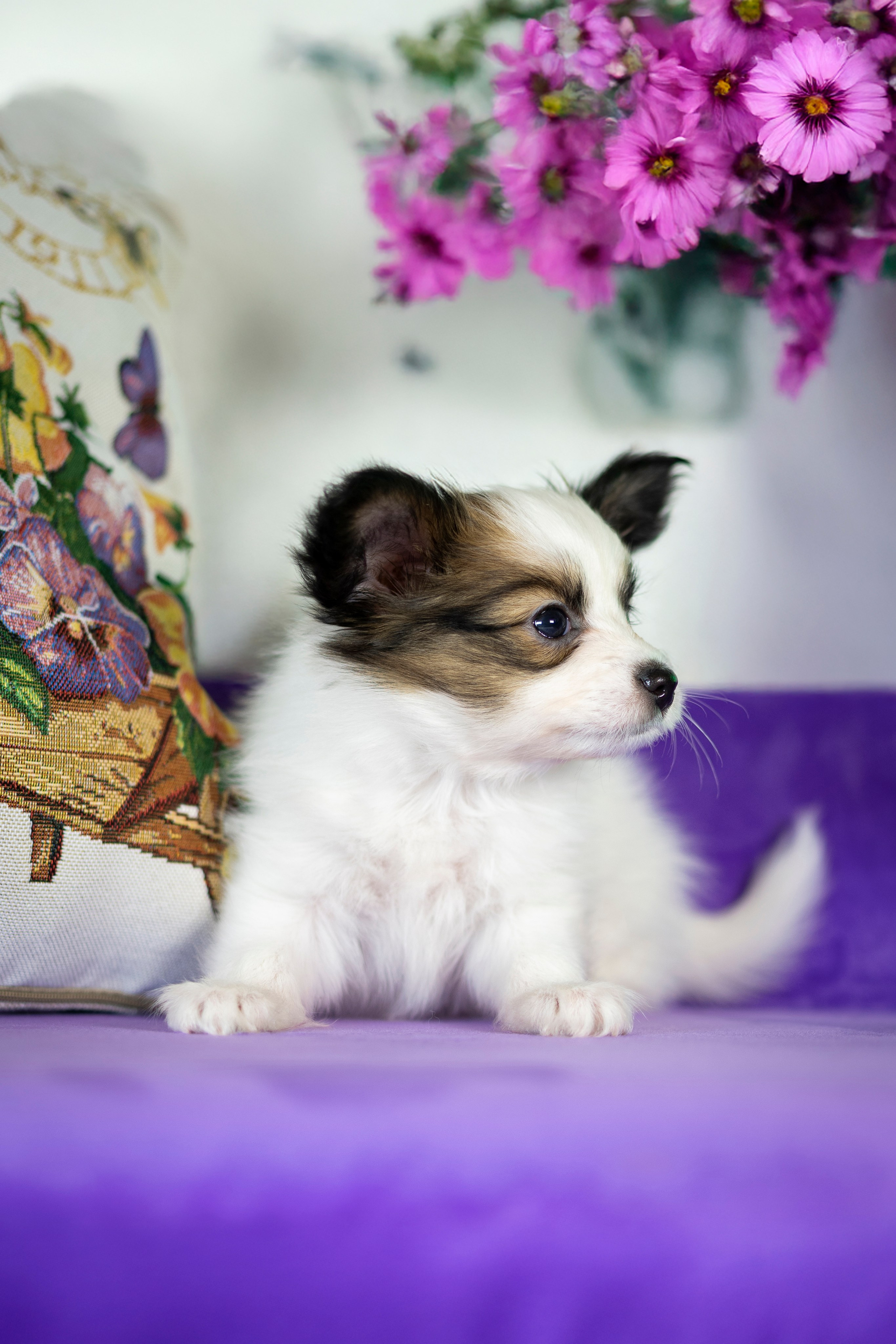 Щенки Папильона. Фотограф анималист в Санкт-Петербурге Таша Крейв