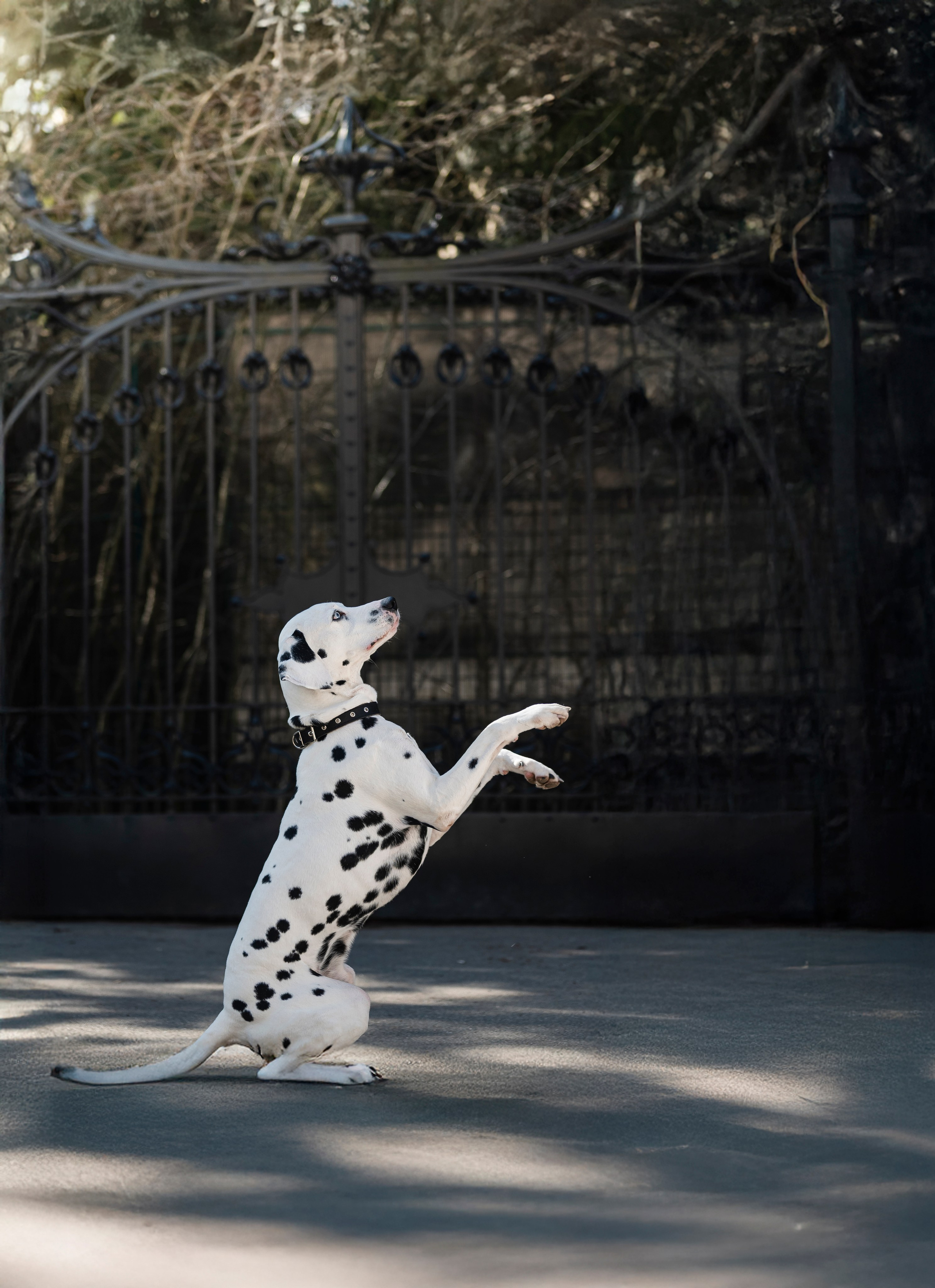 DOGIGO на прогулке. Фотограф анималист в Санкт-Петербурге Таша Крейв