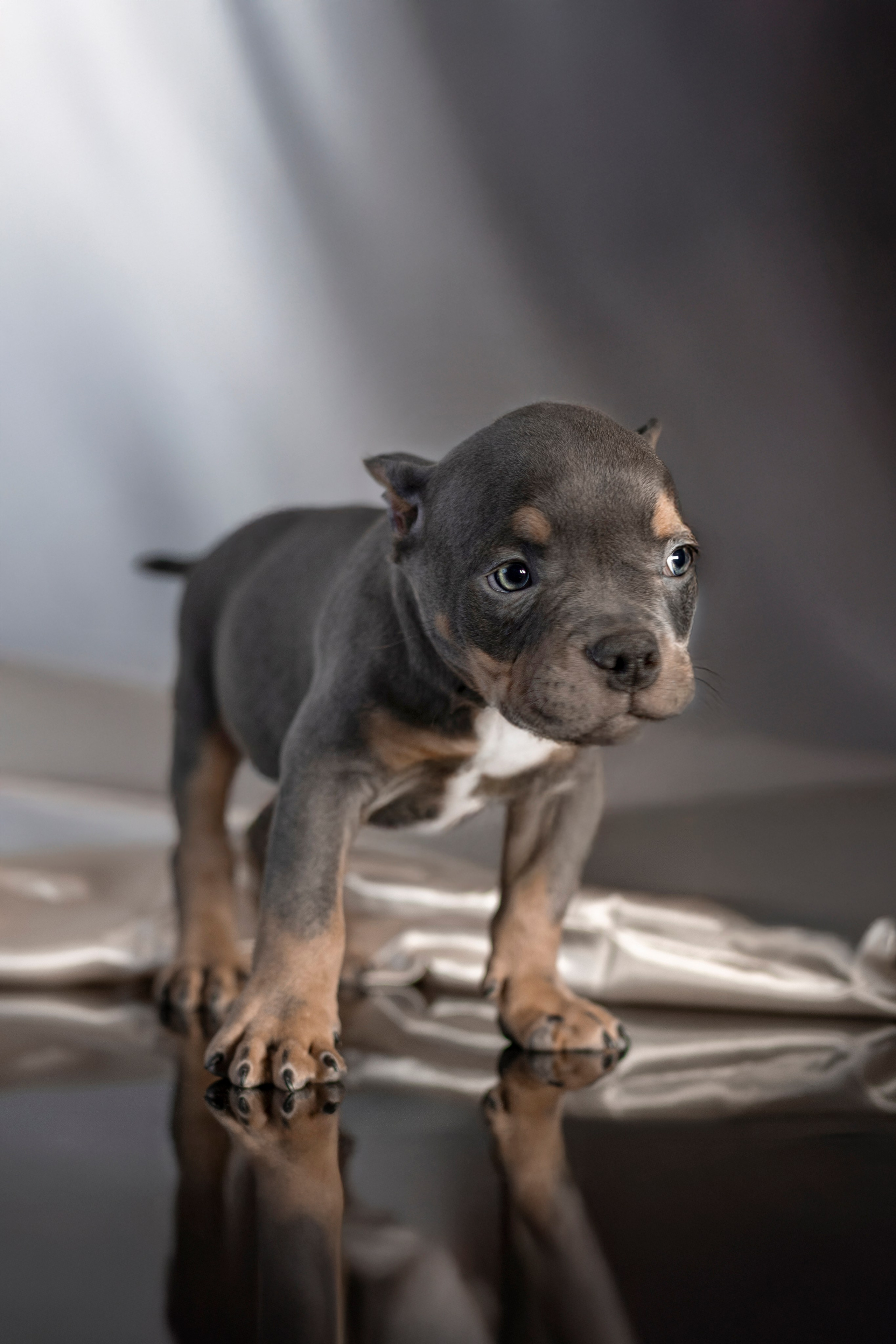 Щенки Булли. Фотограф анималист в Санкт-Петербурге Таша Крейв