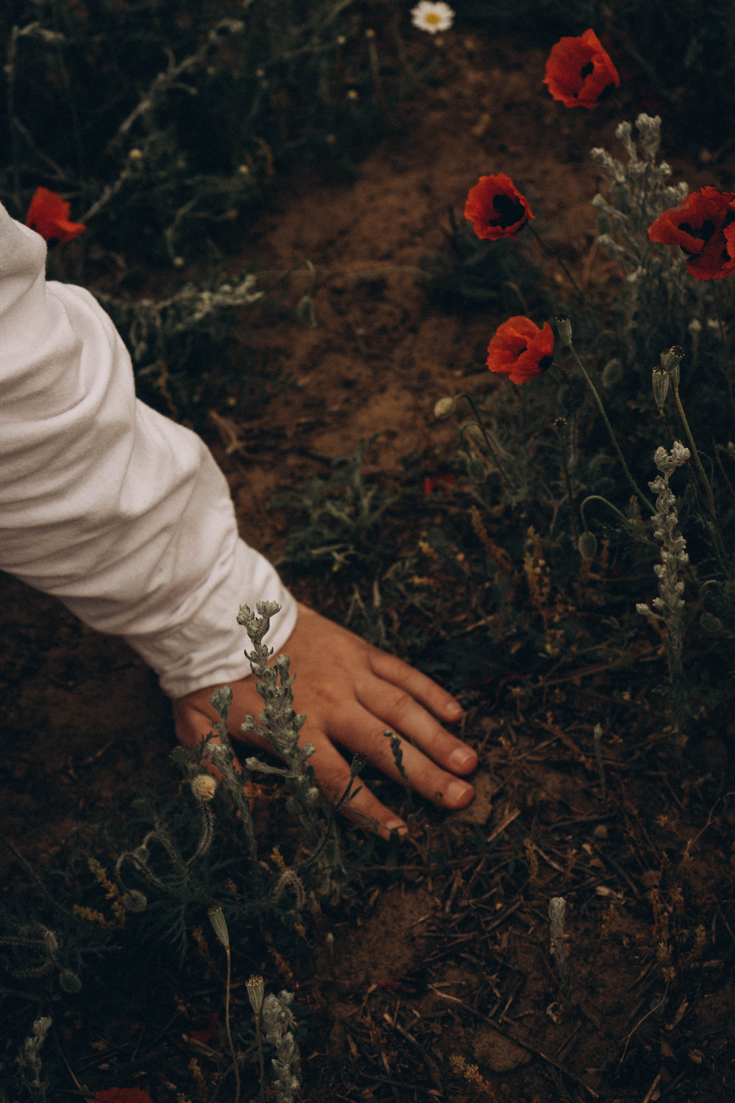 Маки. Профессиональный фотограф, Санкт-Петербург — Виктория Богомолова