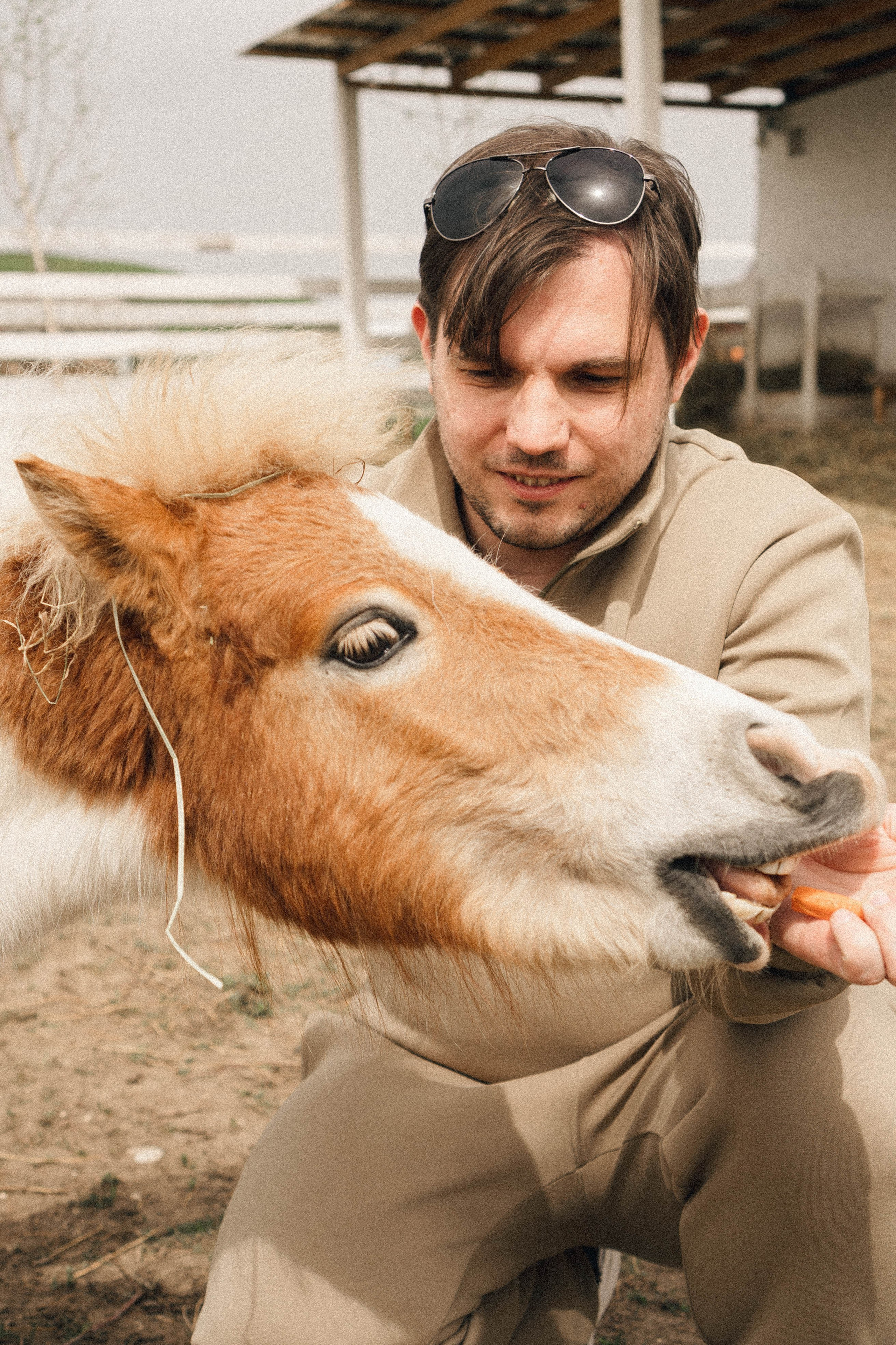 Ферма Альпак. Профессиональный фотограф, Санкт-Петербург — Виктория Богомолова