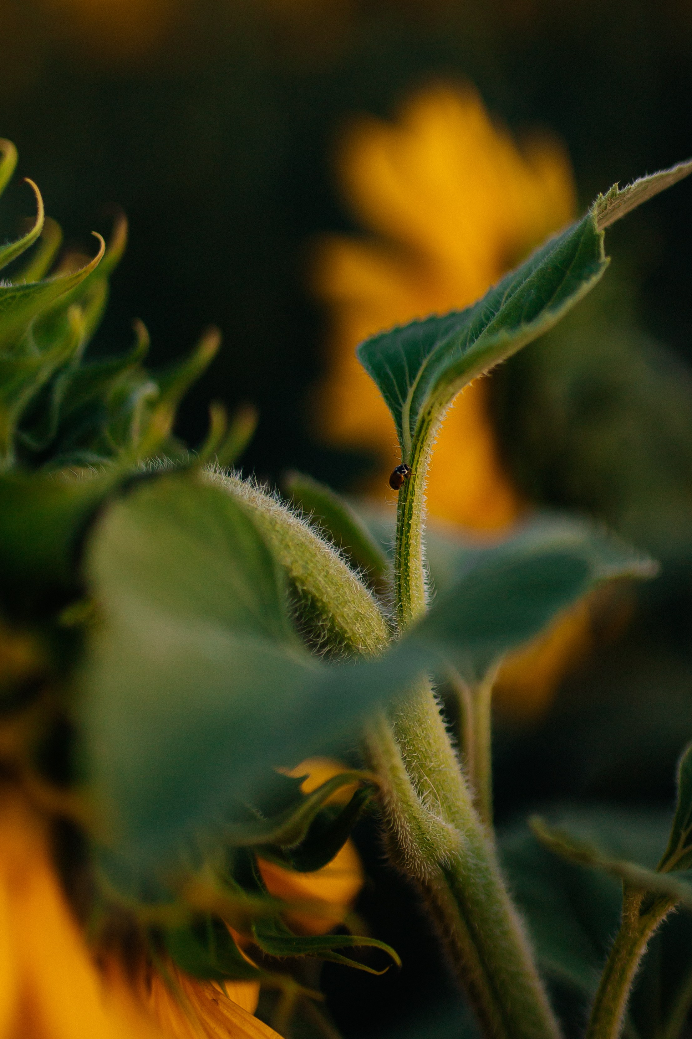 Полина. Фотограф в Большой Черниговка, Самаре. Некрасова Виктория