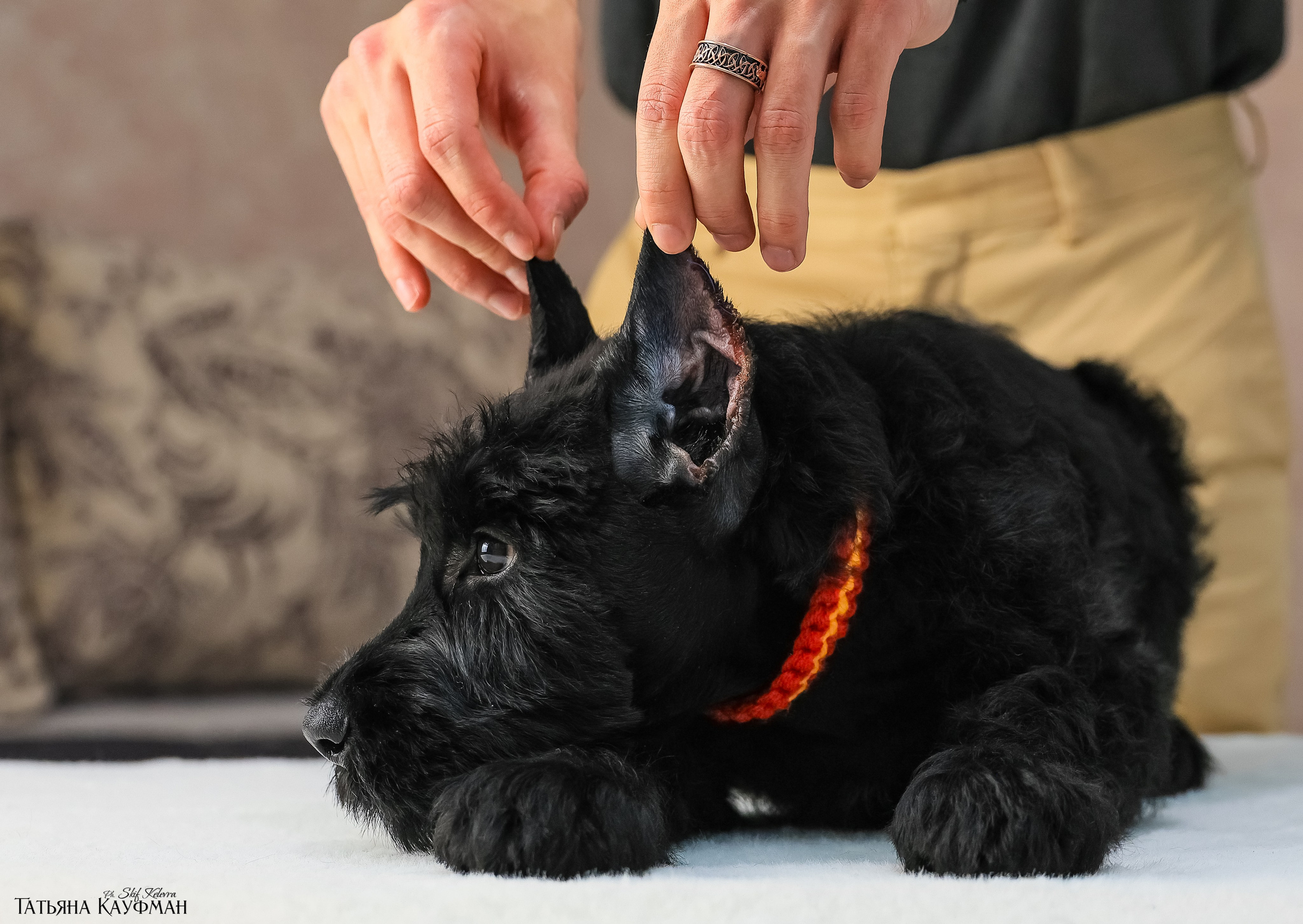 Ризеншнауцеры 2 месяца. Фотограф Анималист из Новосибирска Татьяна Кауфман